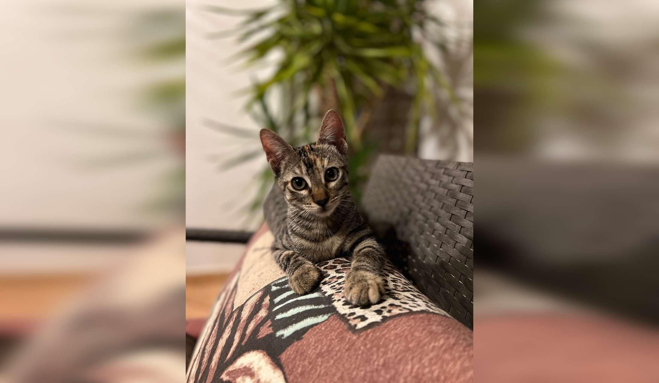 Costa Blanca kitties in comfy villa need replacement staff! - Image 9