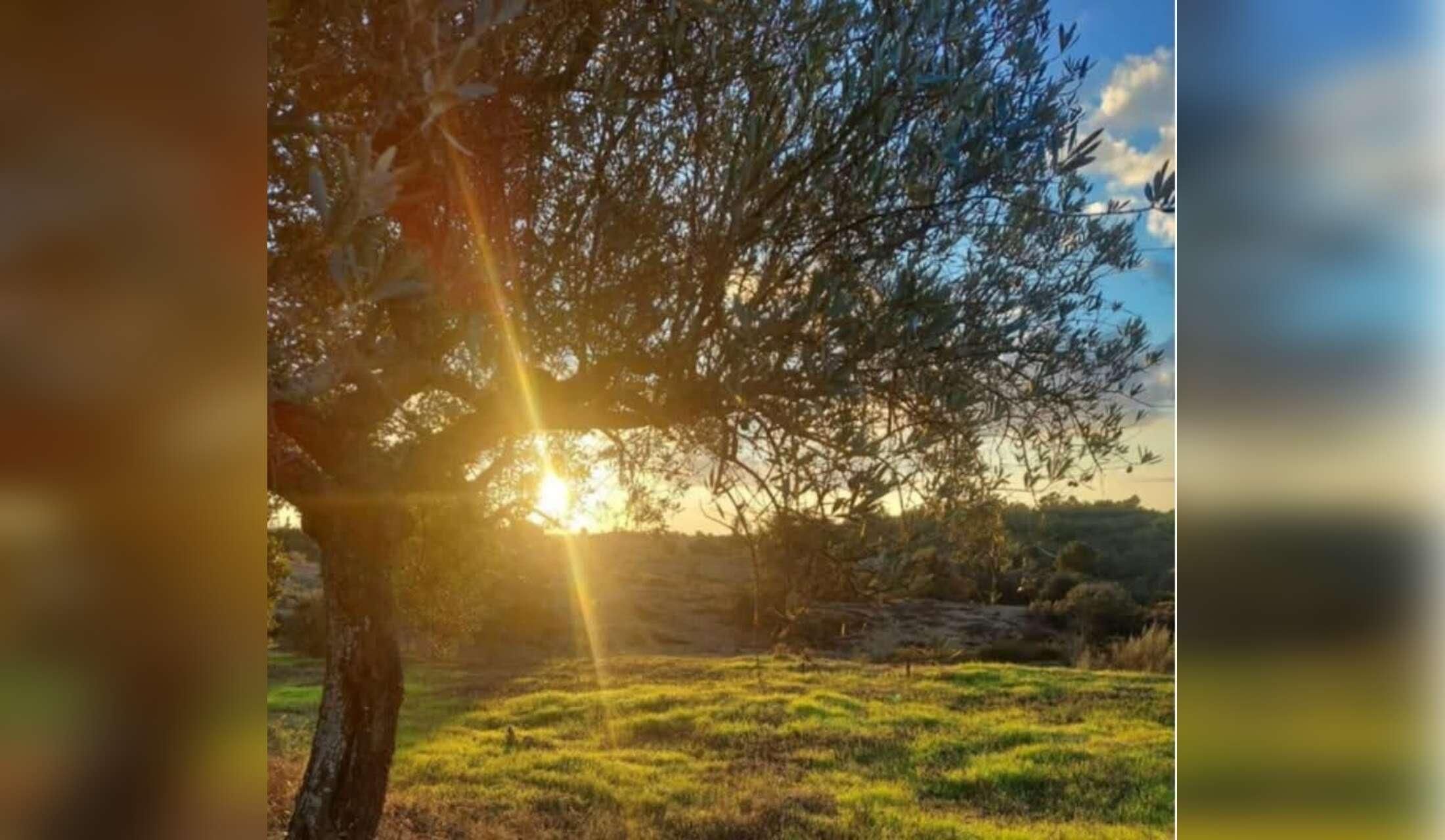 Portugal Off-Grid homestead in Peace & unspoilt Nature - Image 3