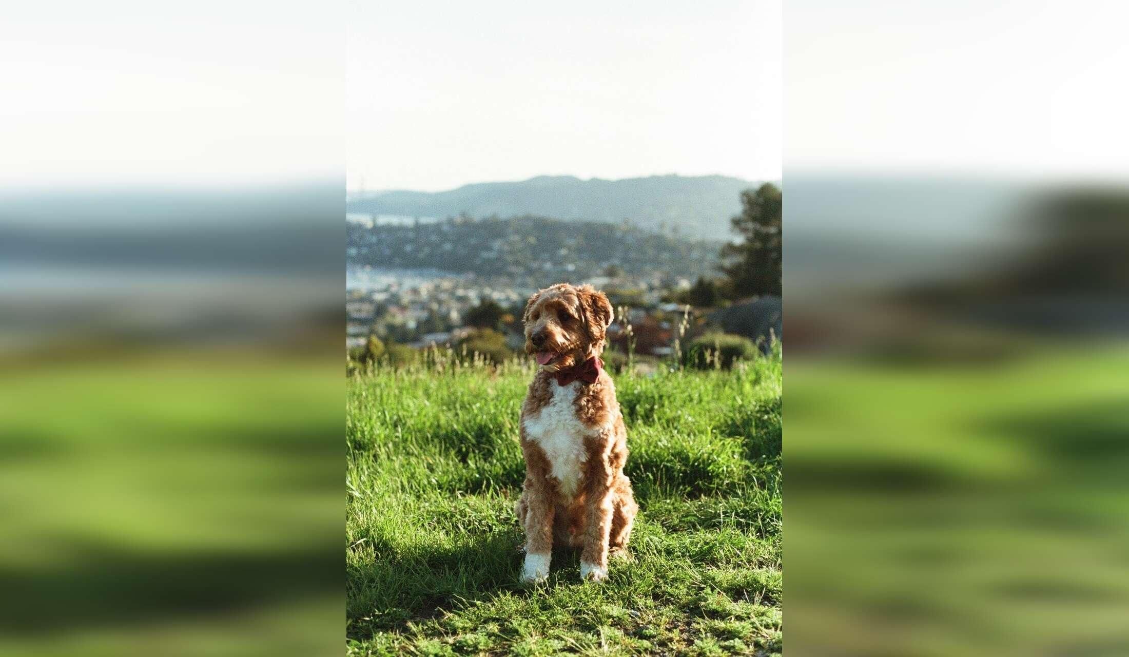 House/Pet Sitter wanted for Nov 18-Dec 5