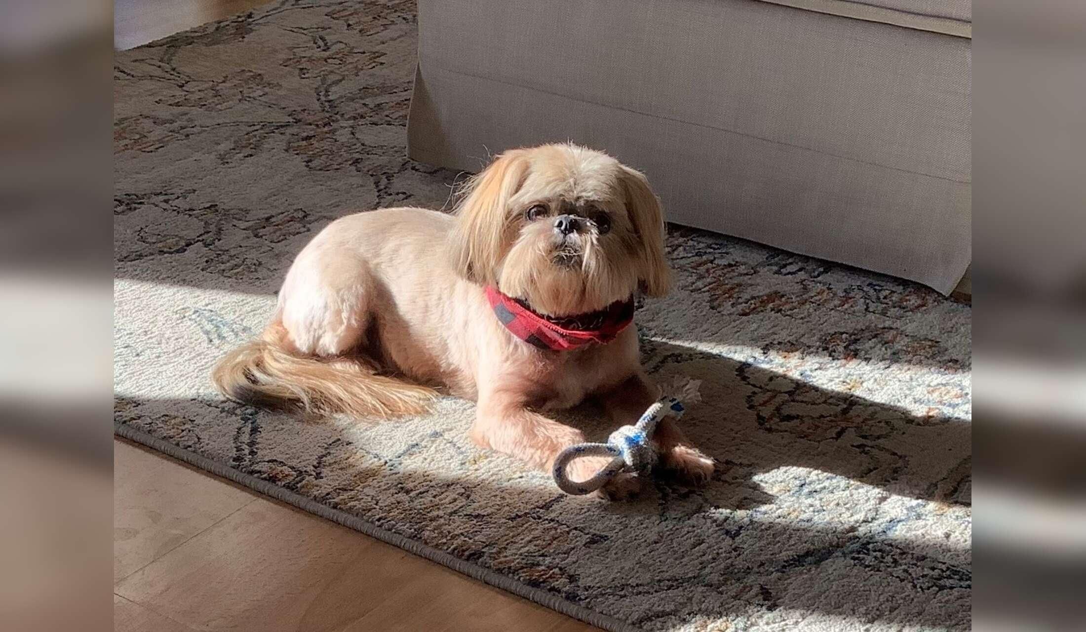 Looking for a Dog Sitter in a  Seaside Community for 2 weeks. (Dates are flexible) - Image 4