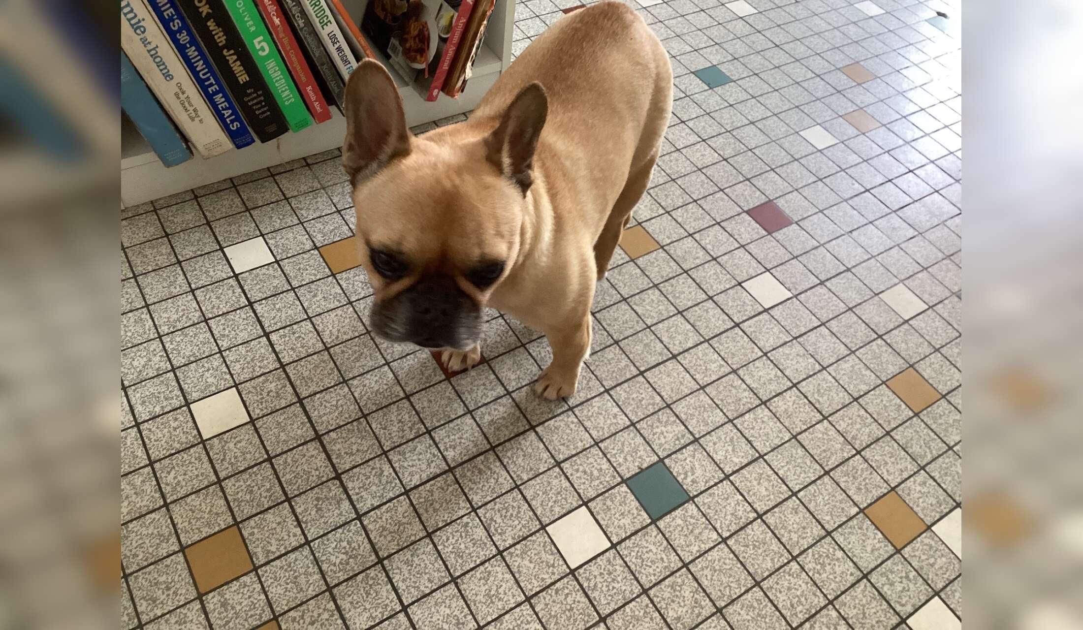 Looking for a couple to animal sit in France