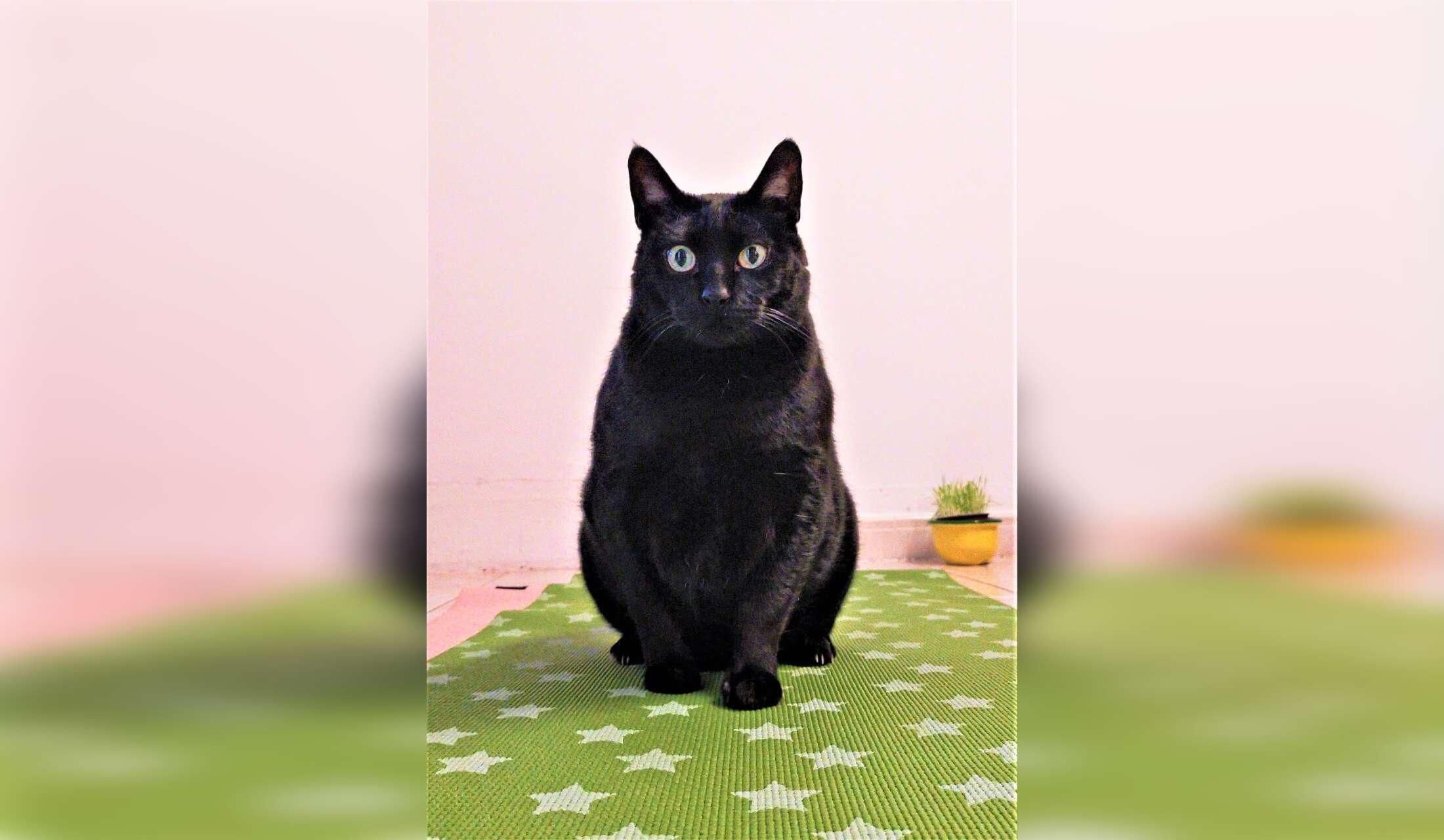 Sitter required for 2 cats in Barcelona - Image 5