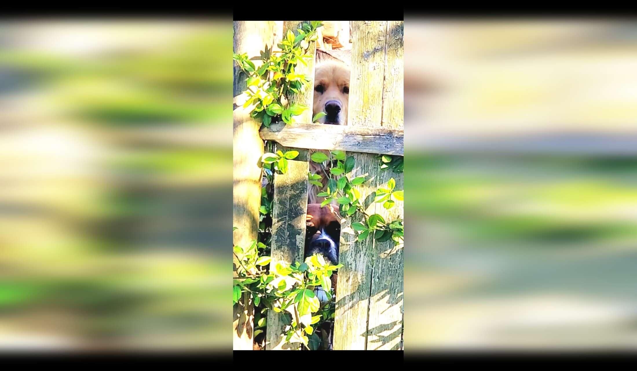 House/dog sitter