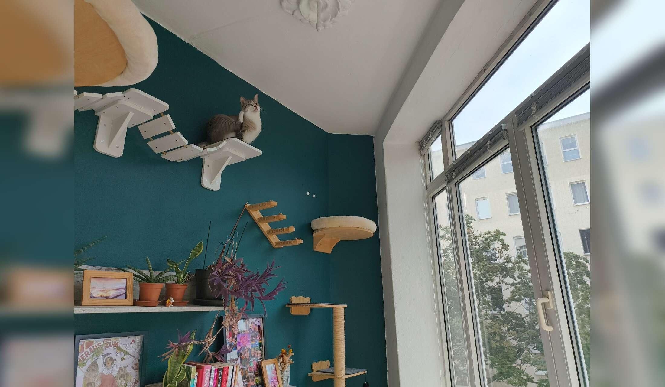 Cat sitter for the end of year season - Image 4