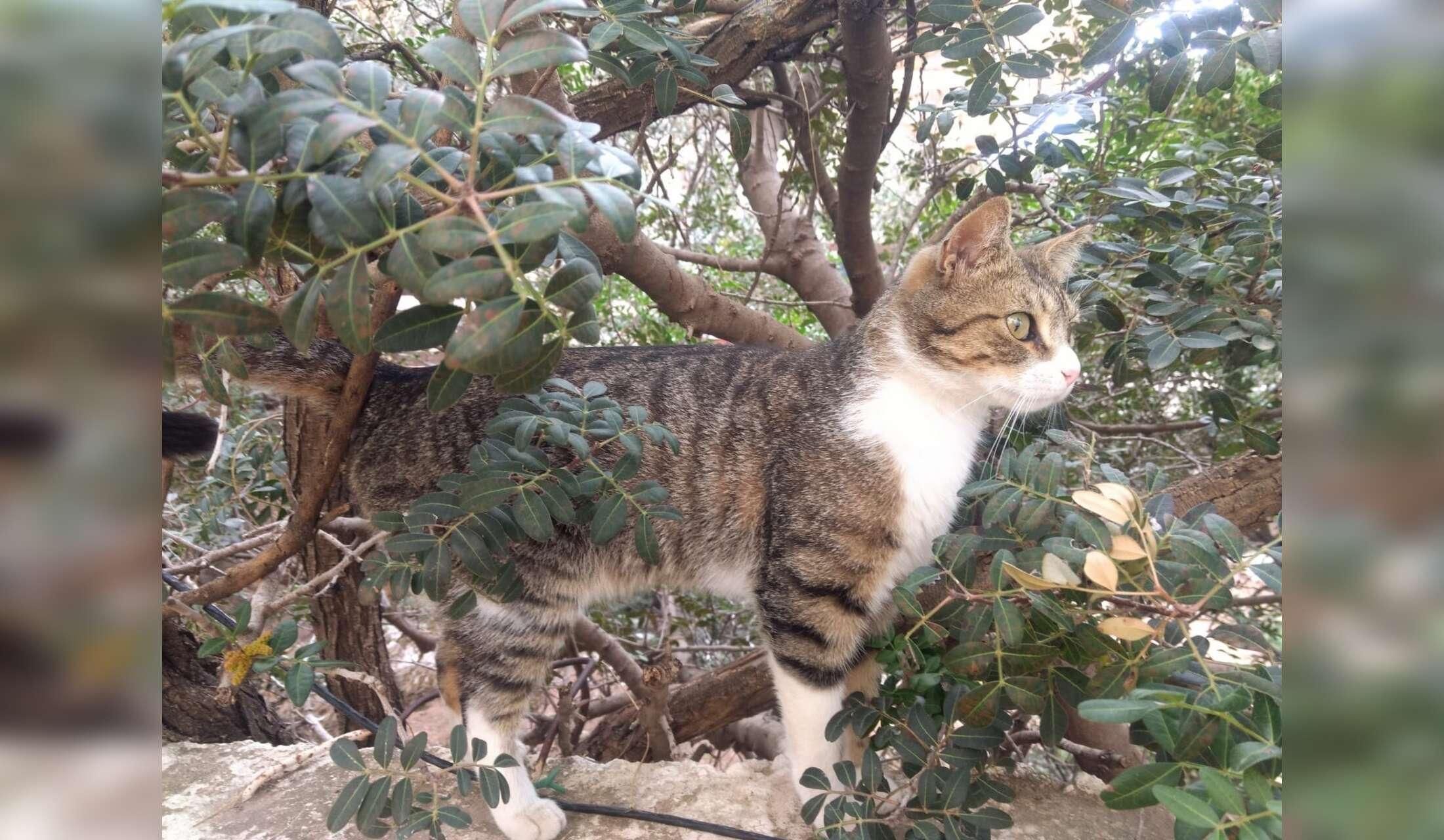 Adorable Cats in Southern Athens - Image 2