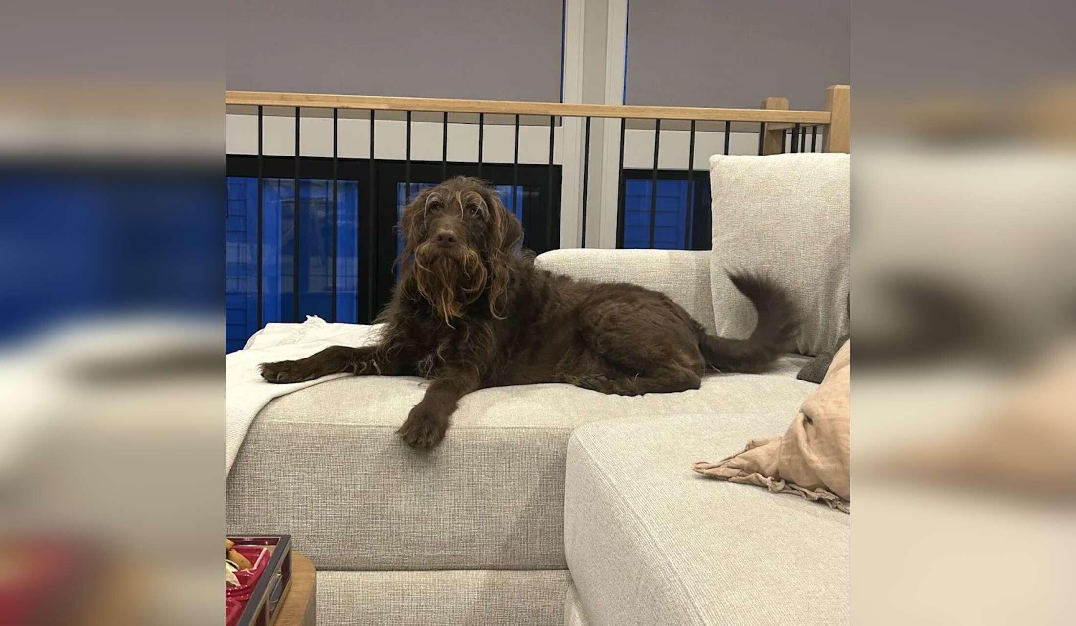 Responsible dog & house sitter wanted for friendly labradoodle