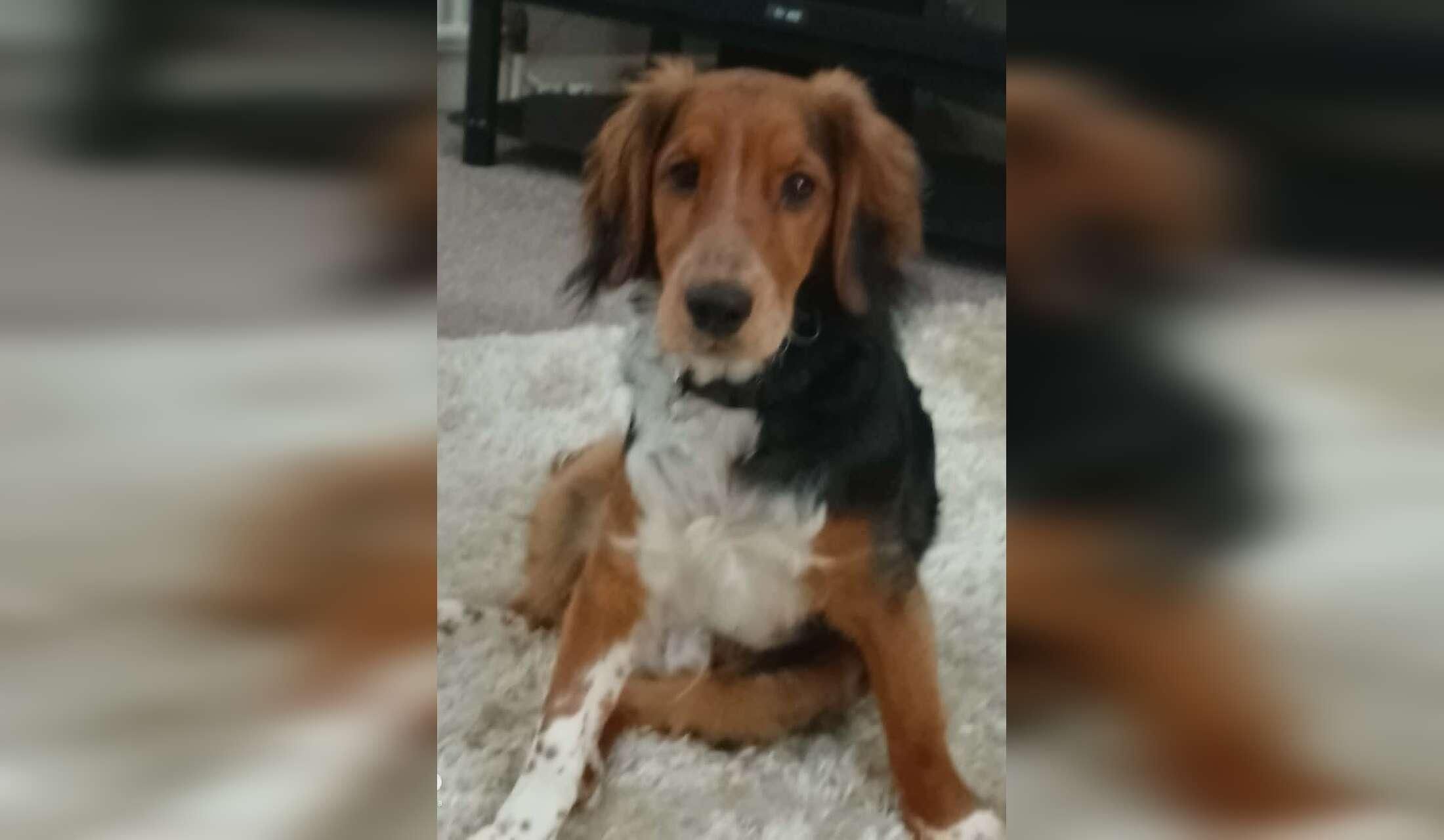 Adorable Cockerpoo/ Australian Shepherd Collie Needs Sitter