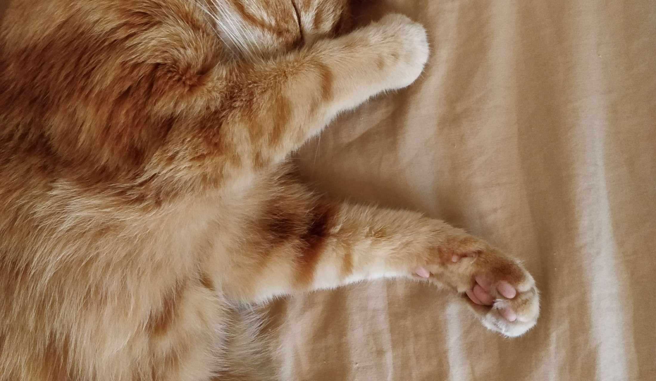 Christmas 2026 on the Mediterranean island of Malta with Misu the ginger cat. Dates to be agreed.GENUINE CAT LOVERS ONLY PLEASE :) - Image 8