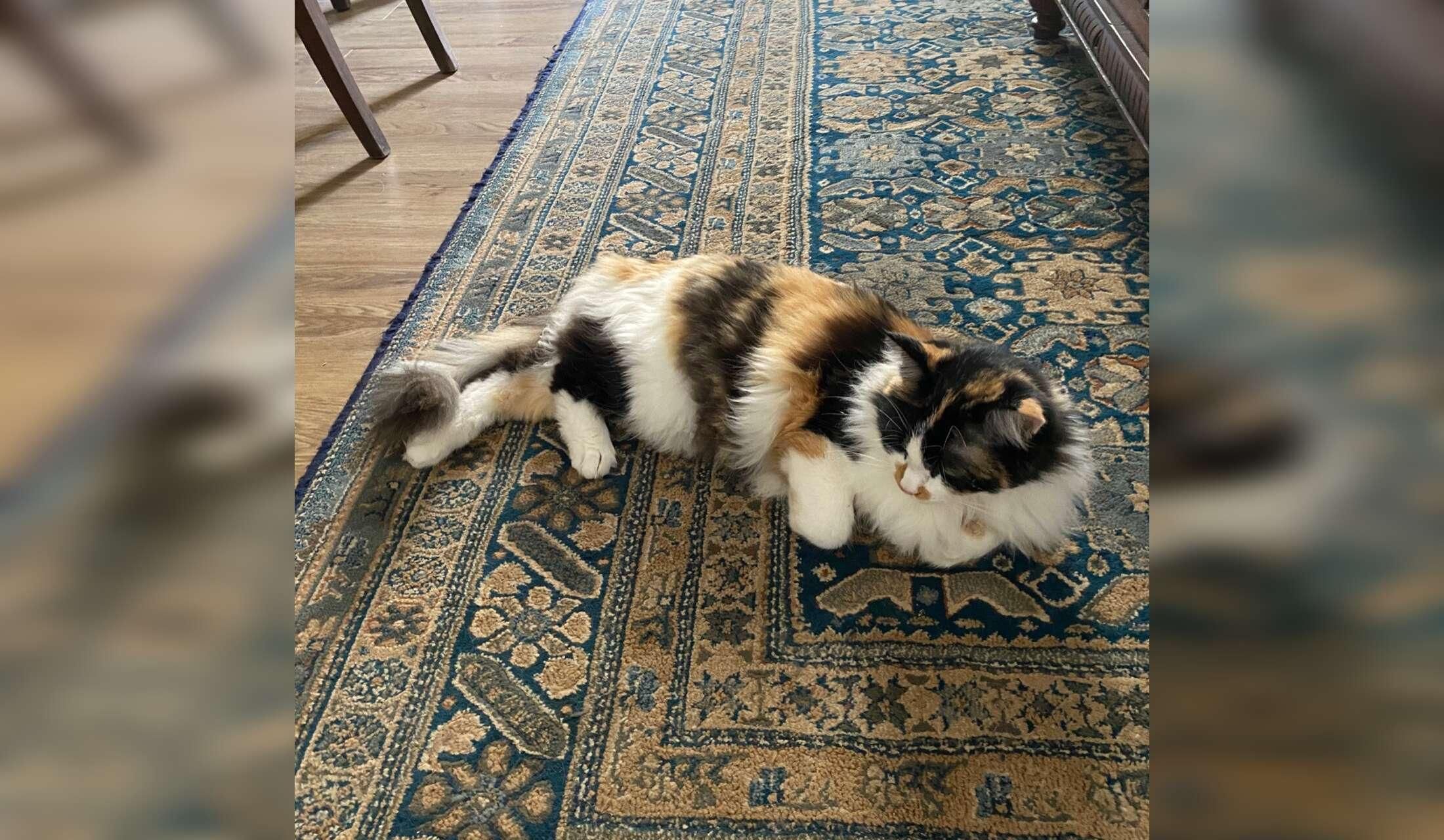 House/Kitty Sitter in Tocco Da Casauria,  Italy - Image 3