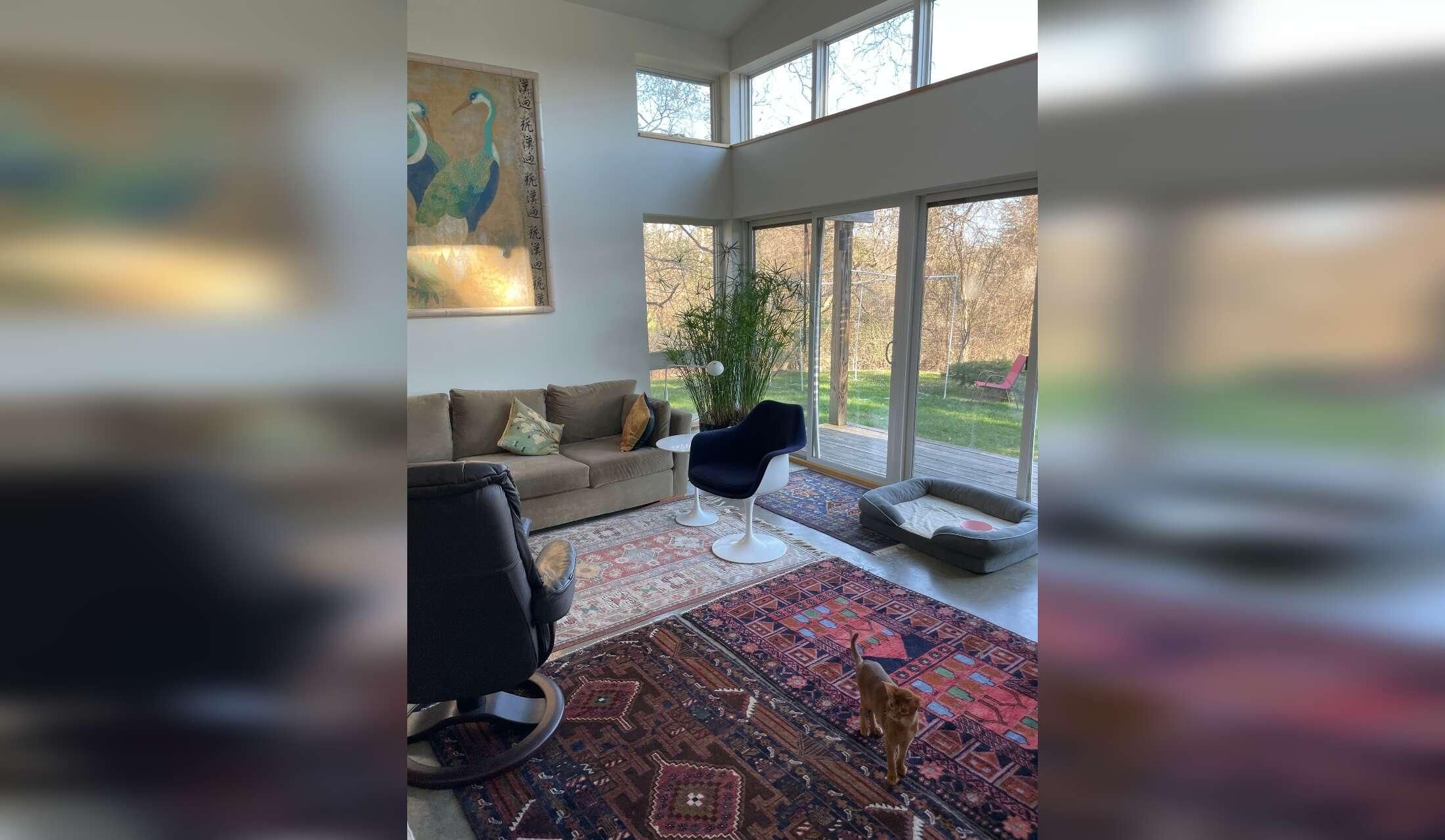 Stay in Beautiful Ithaca, with a windhound, an Abyssinian kitten and rescue black cat.  One bedroom home, central air, private yard, & painting studio. 2 week stay