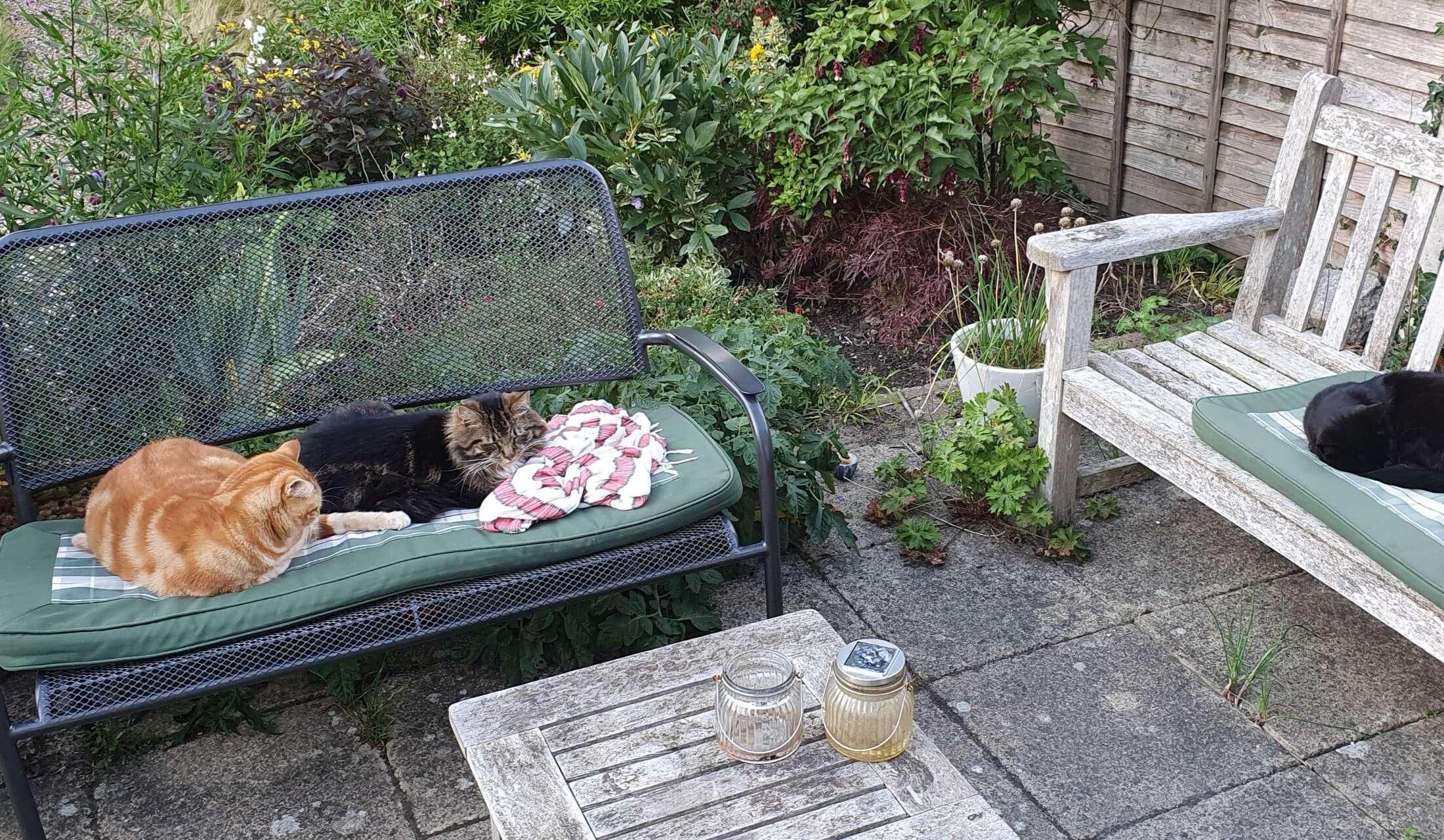 House sitter(s) required for Home and Cat sit - Christmas 2026, Bromley, London, UK - Image 8