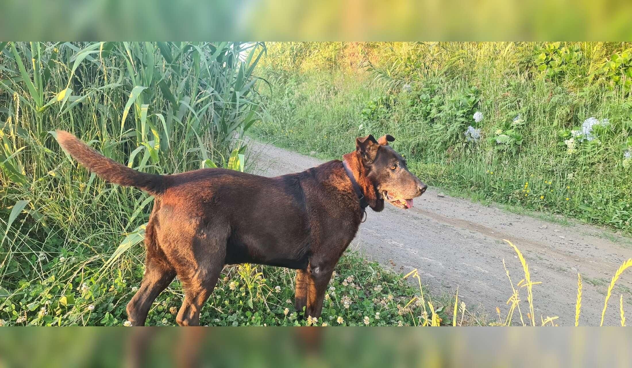 Dog Sitting 28th October - 19th November 2026 in the Azores (São Miguel Island) - Image 3