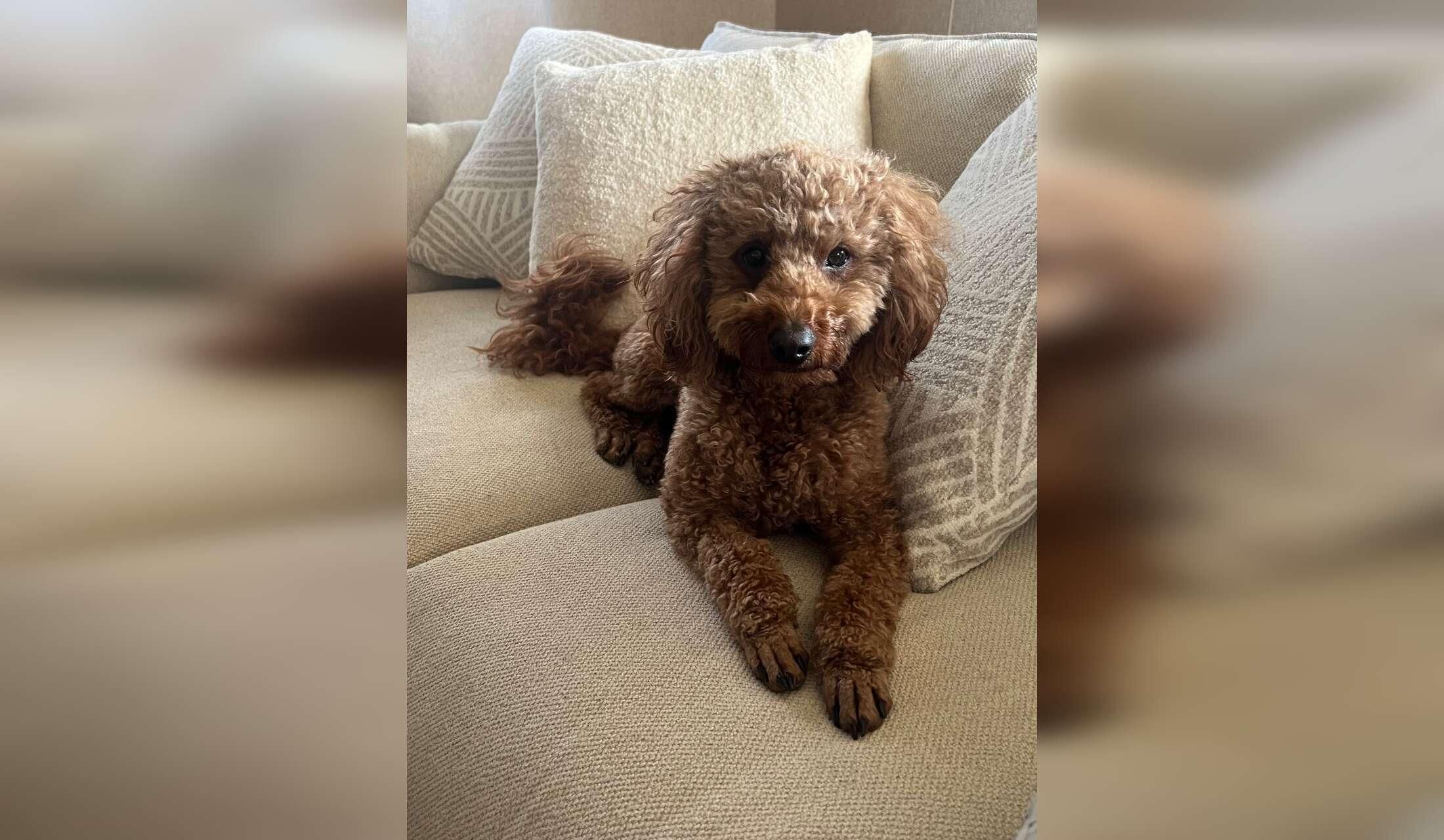 Mini-poodle in DC apartment