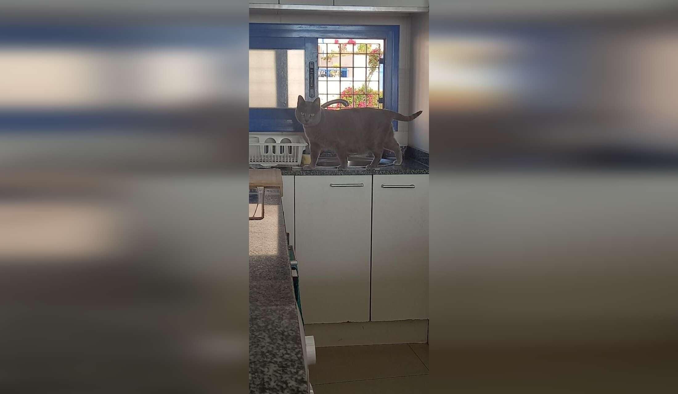 Cat/apartment sitter required in Mojacar Playa, Spain