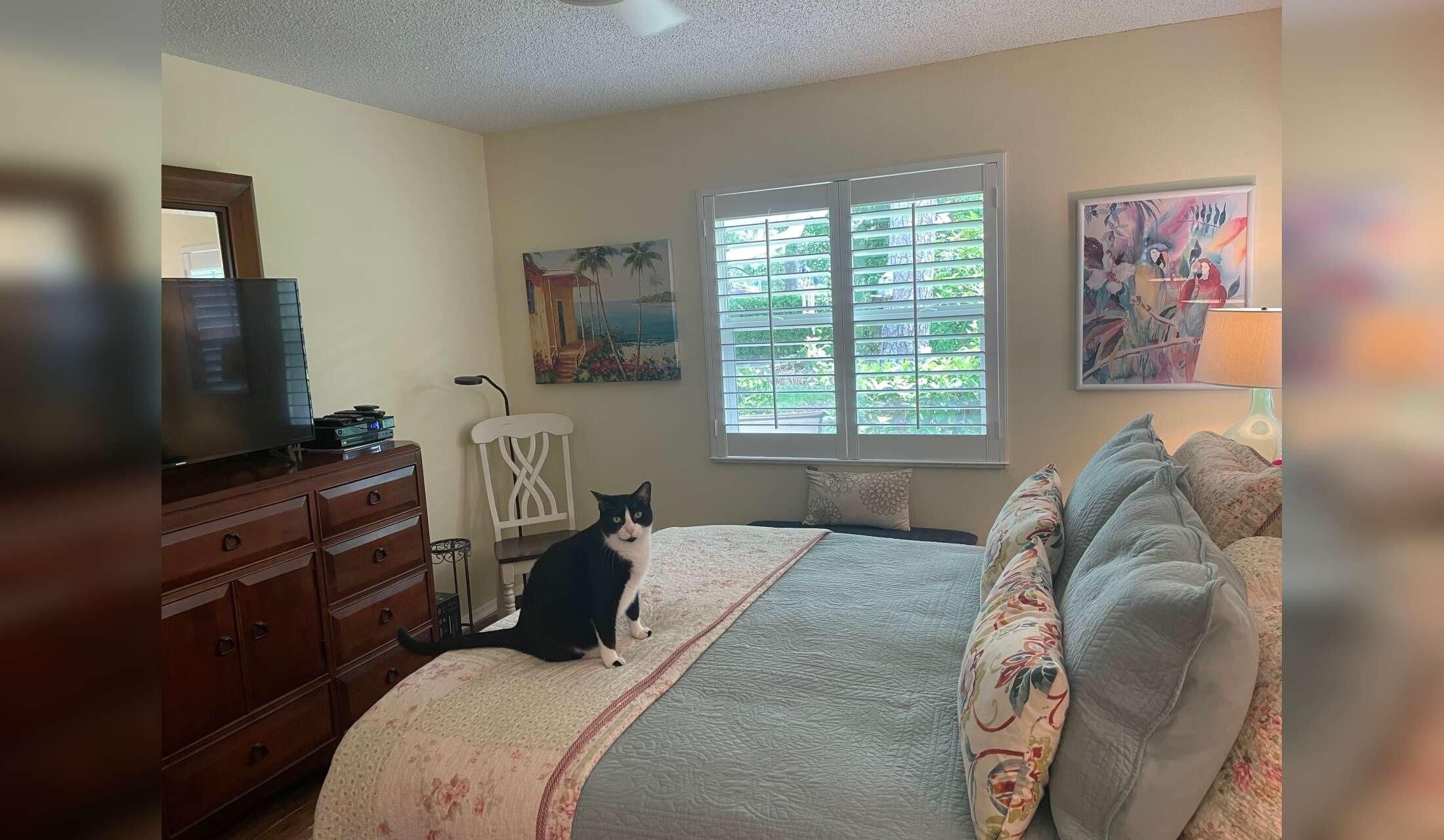 “Cozy Home + Two Sweet Cats Seeking Long-Term, Caring Sitter” - Image 5