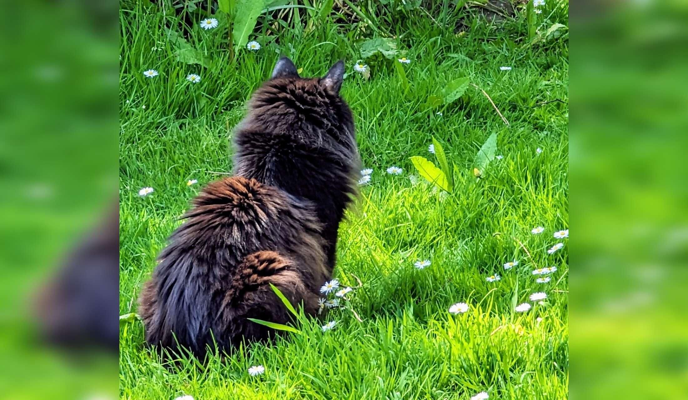 Cat and plant lover needed in wooden bungalow in Littlehampton West Sussex (varibale dates) - Image 2