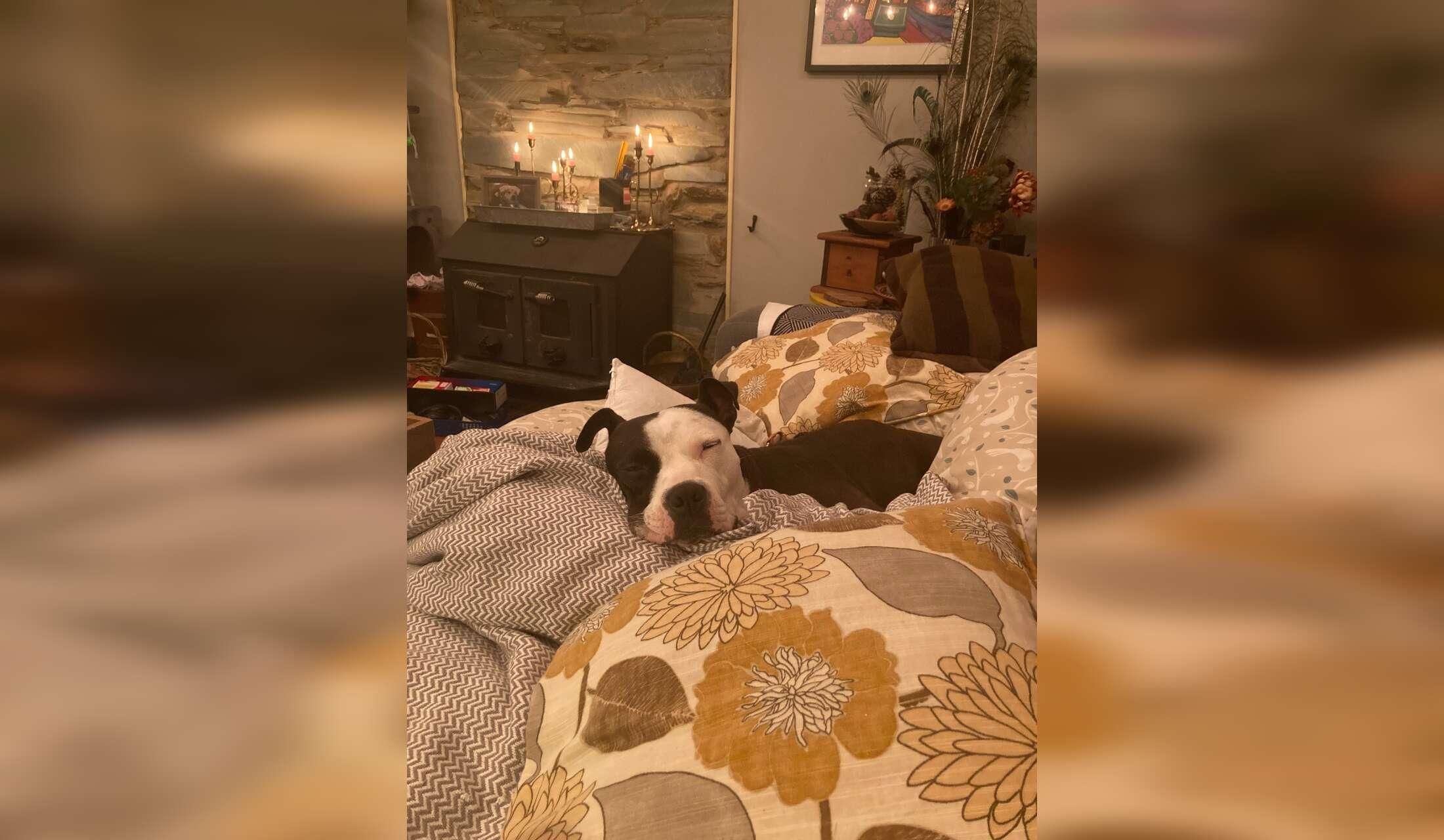 Low-key Blue Ridge sit with paid dog walker available! - Image 3