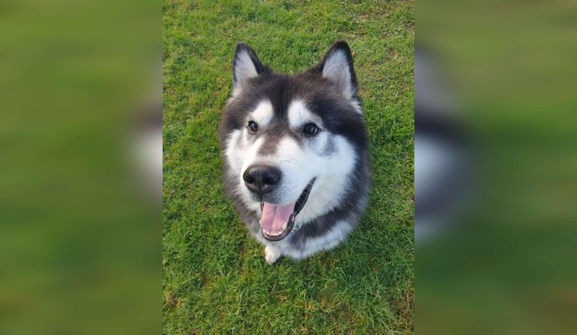 Our adorable husky Oreo - Image 5