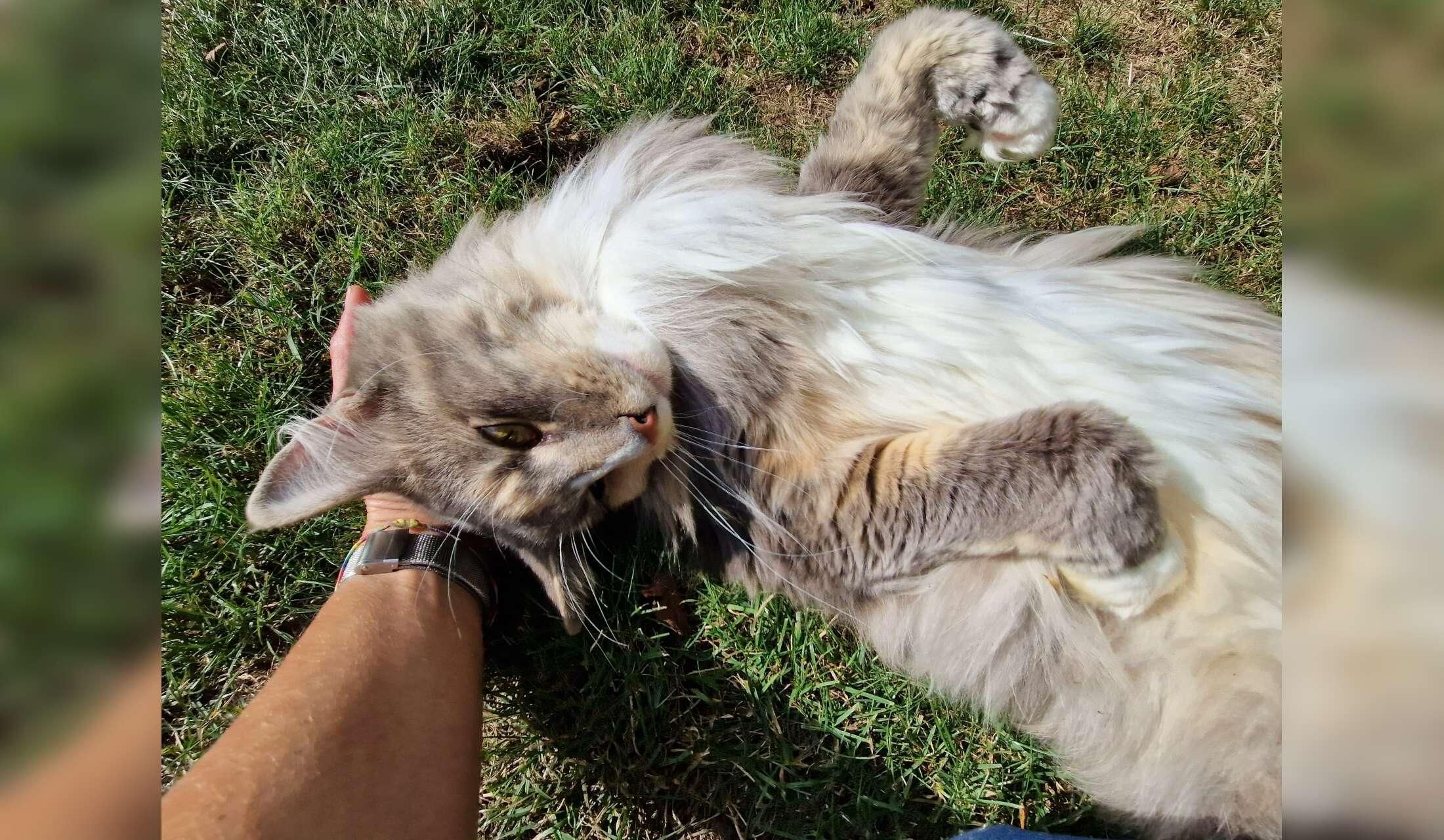 One week in the Swiss country side with 4 lovely Norwegian forest cats - Image 6