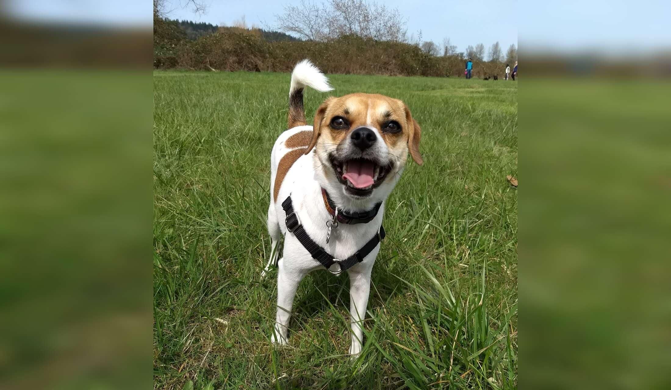 Quiet neighborhood in Seattle-area suburbs with one small dog