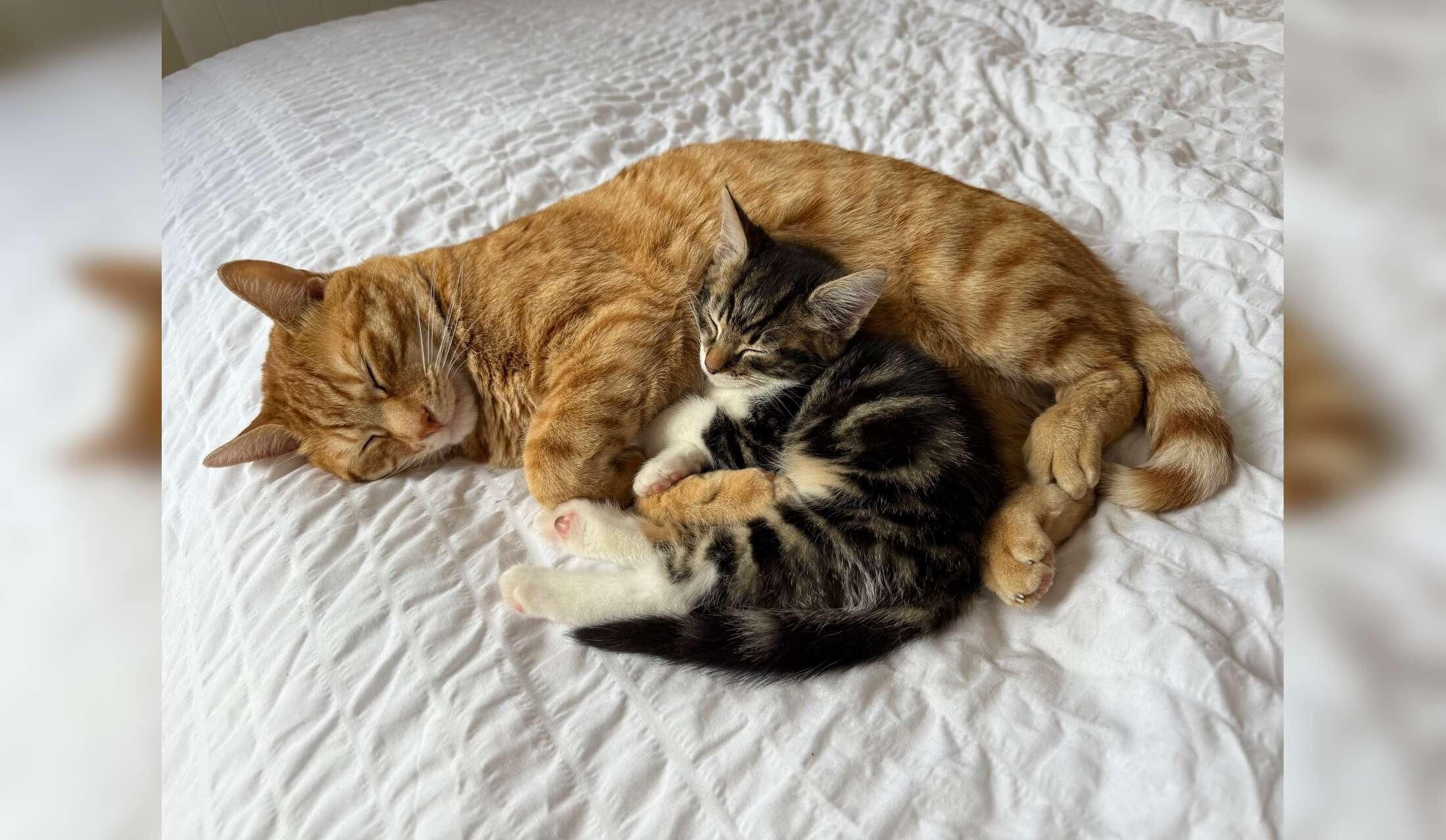 Cosy apartment in Fairview (D3) + 2 super friendly cats looking for a sitter - Image 10