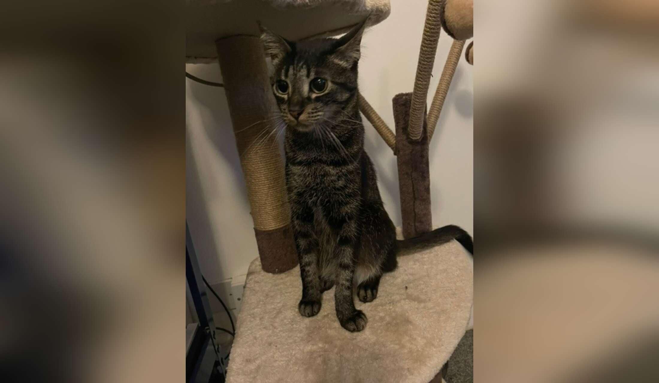 Pet sitter needed in quiet village setting - Image 3