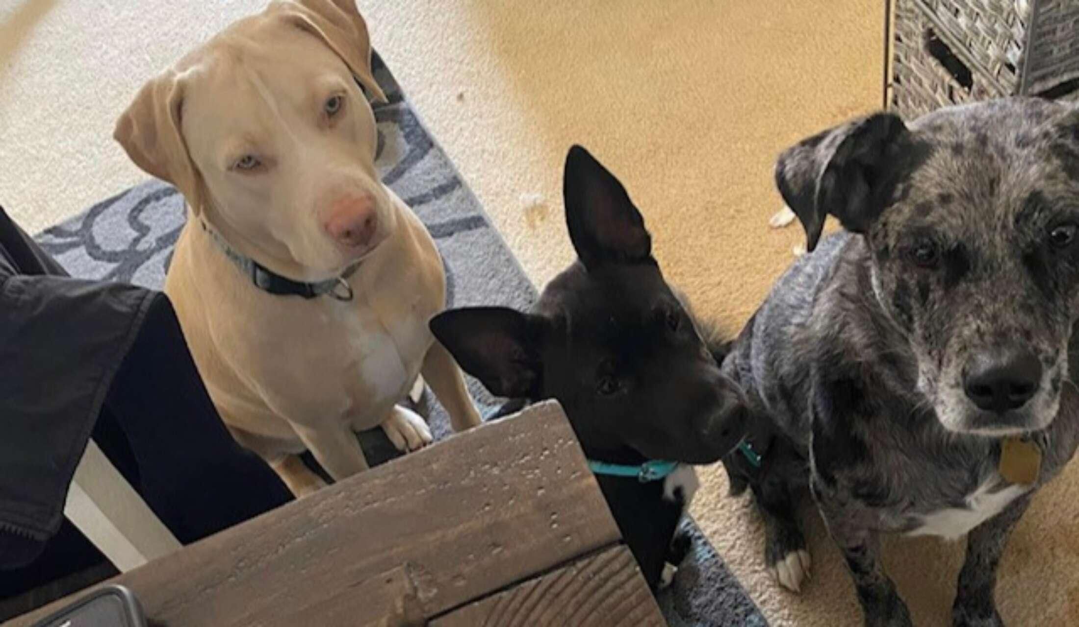 In Need Of Sitter for 3 Fur Babies Over Thanksgiving in Memphis! - Image 3