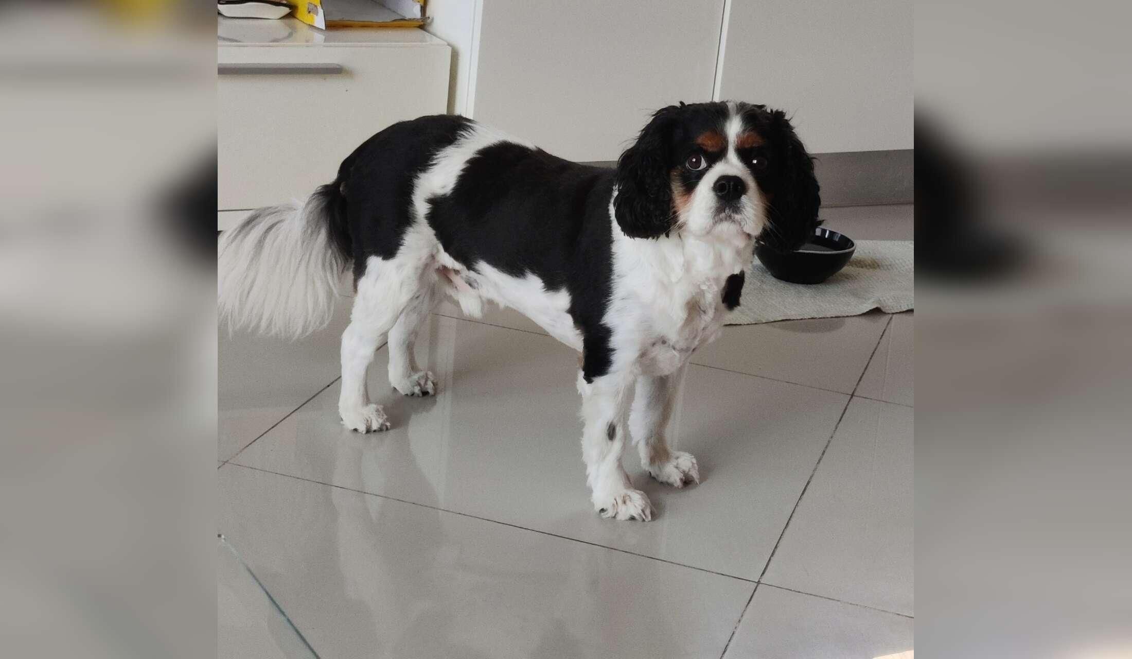 Pet Sitting in a Modern Penthouse in the  sunny island of  Malta - Image 4