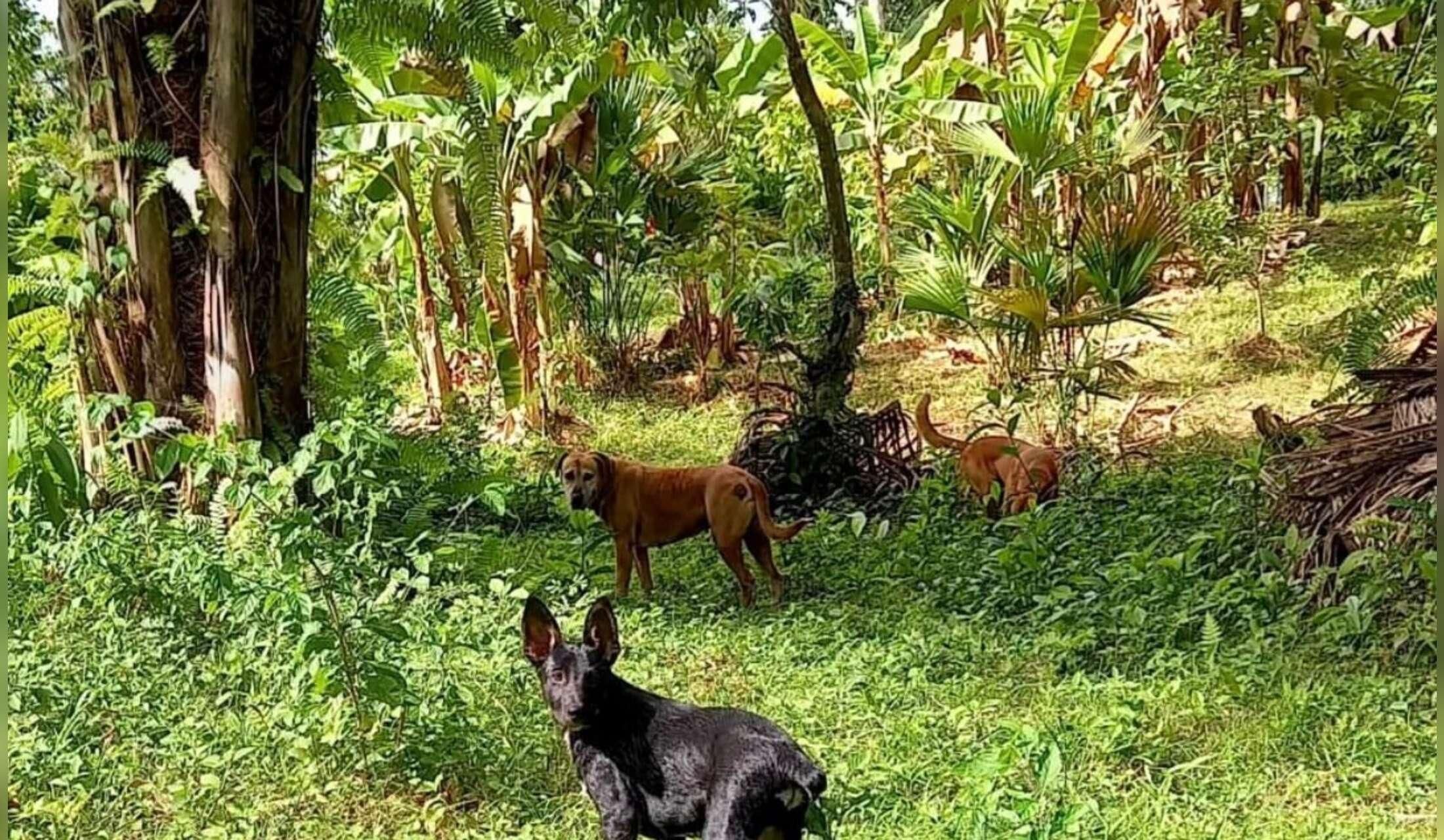 Intrepid sitters wanted in jungle paradise! - Image 8
