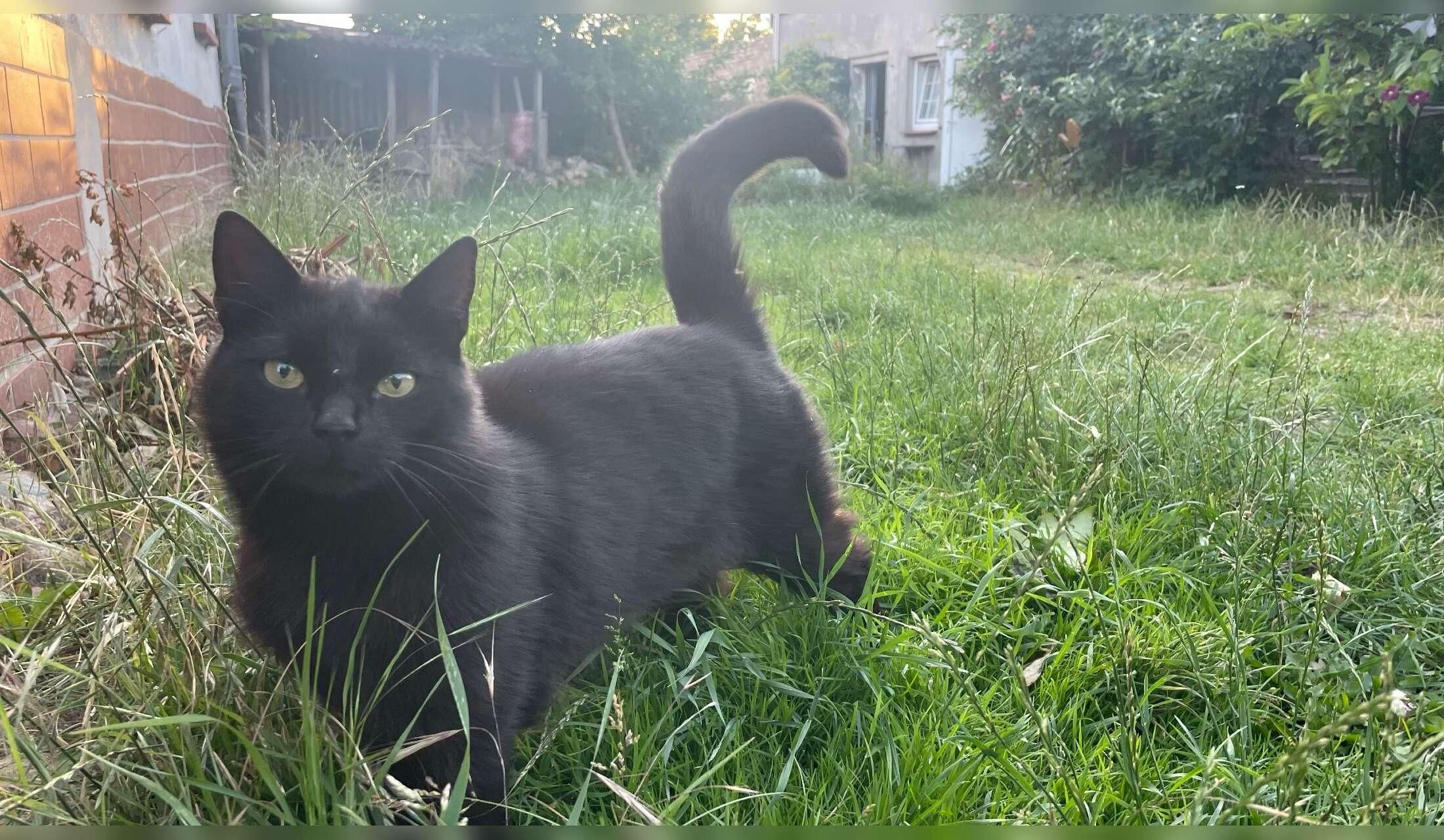 Welcome to our creative green place with 2 ponies, cats and a dog - Image 8