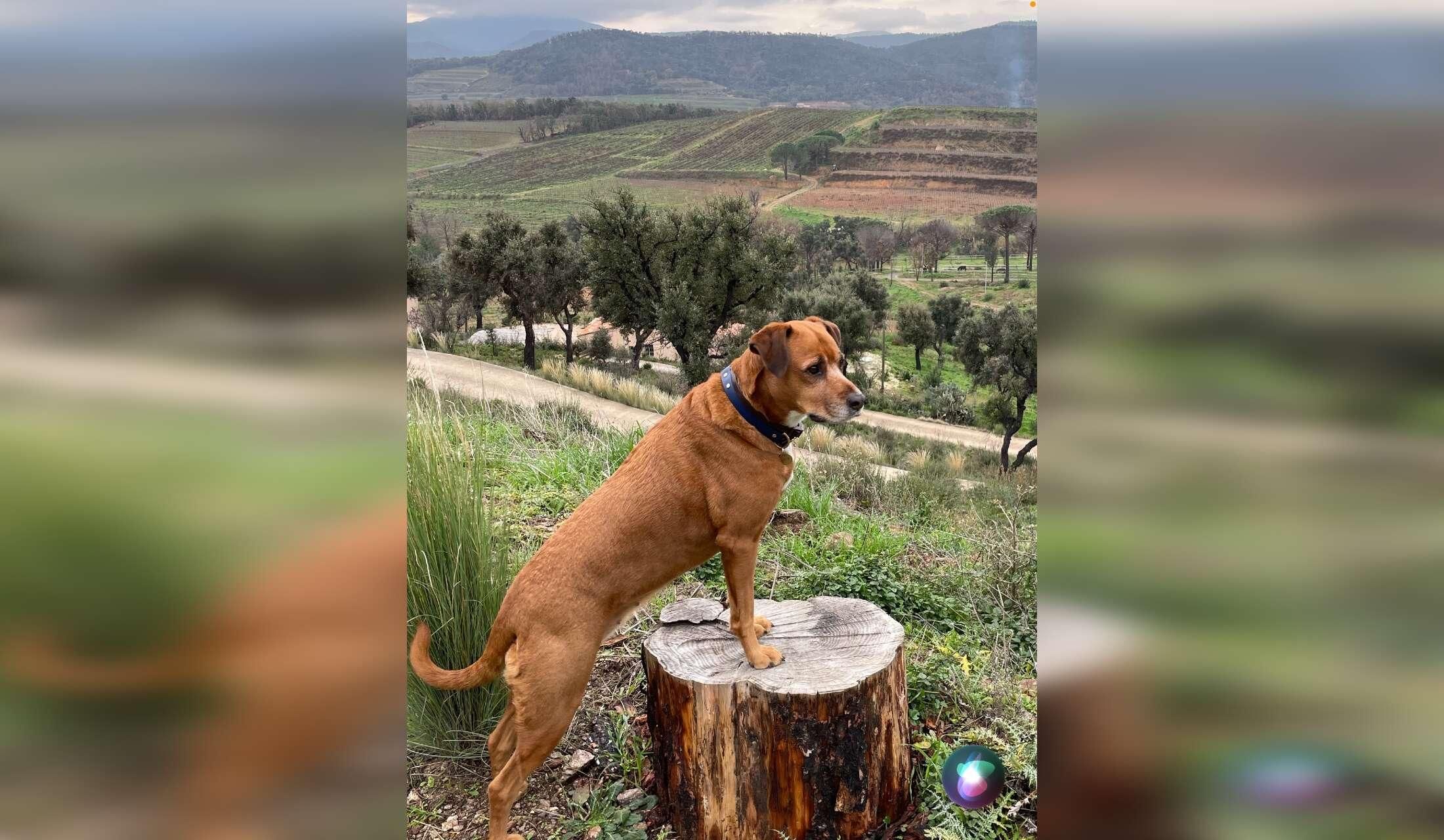 Grimaud, near St Tropez, small country house and 1 dogs. Christmas 2026 - Image 2