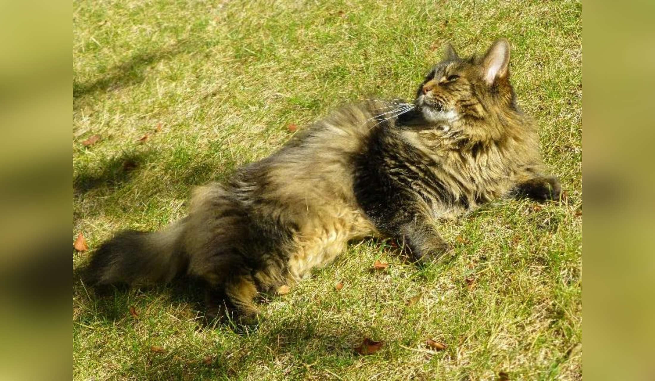 Sitter for one adorable cat for Oct 29 to Nov 10 - Image 2