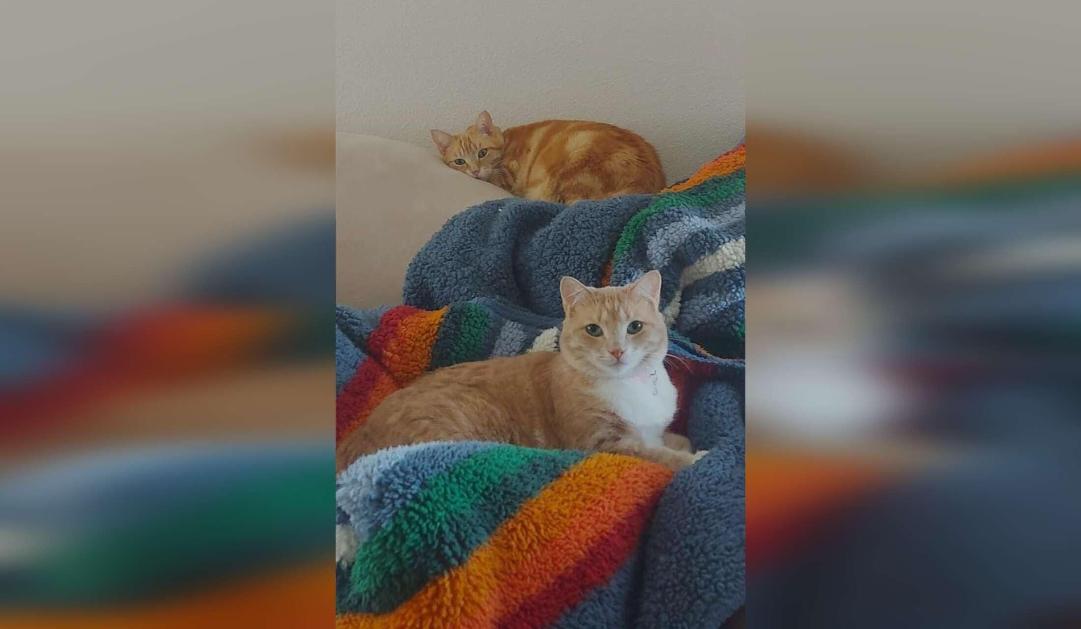 San Diego opportunity - 2 beautiful, easy kitties in bright, beautiful studio apt in convenient, walkable downtown Chula Vista