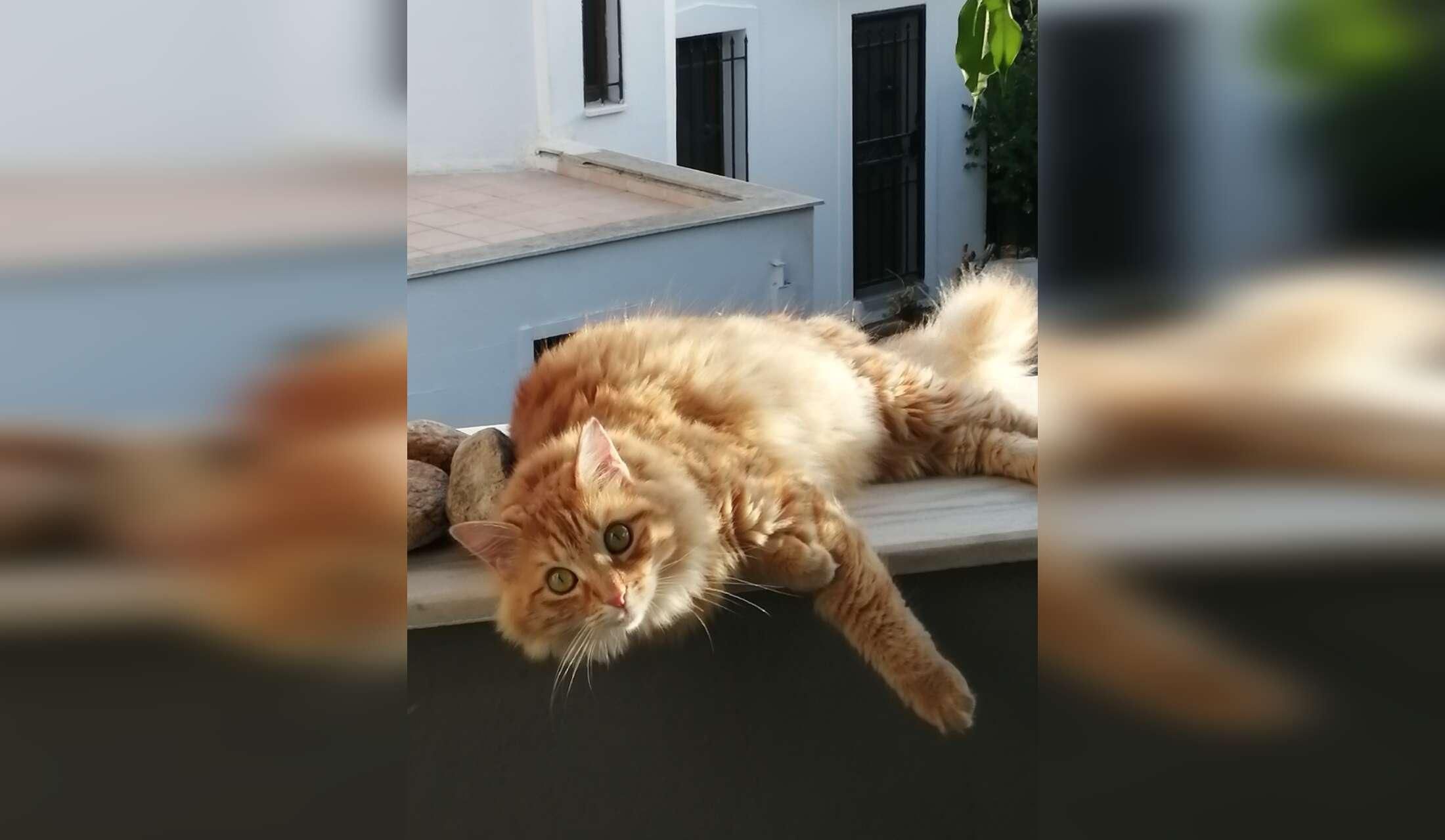 Catsitter required in seaside town of Aldan , Cangas, Spain - Image 7
