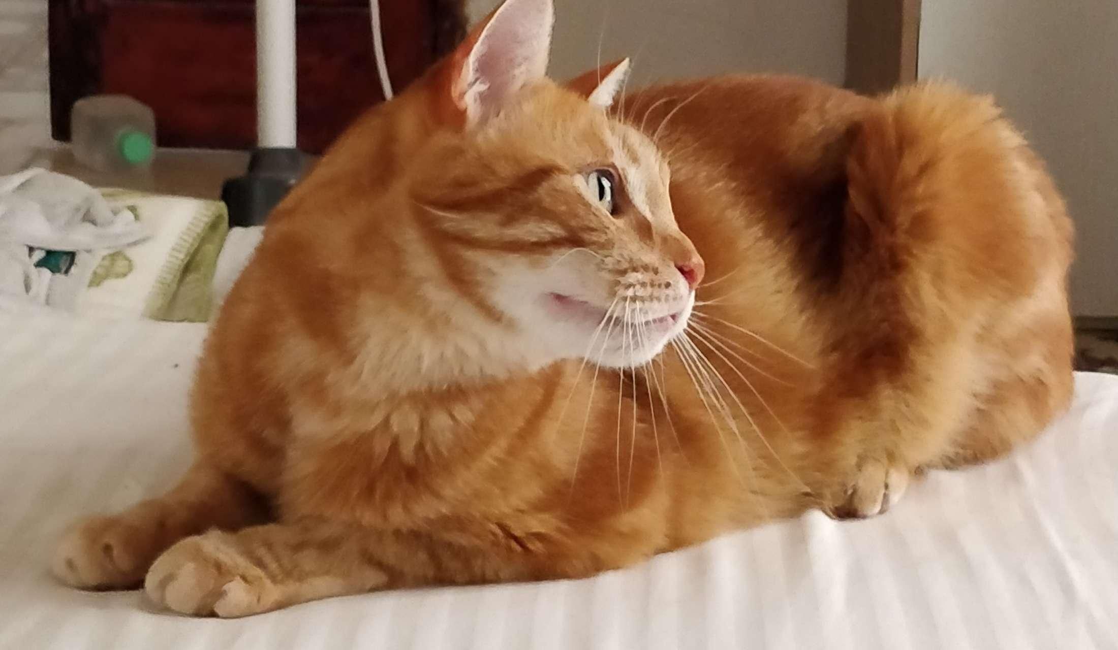 Christmas 2026 on the Mediterranean island of Malta with Misu the ginger cat. Dates to be agreed.GENUINE CAT LOVERS ONLY PLEASE :) - Image 6