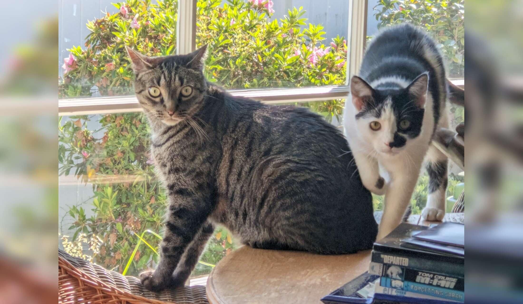Two wonderful cats, one lovely house, and a great location - Image 3