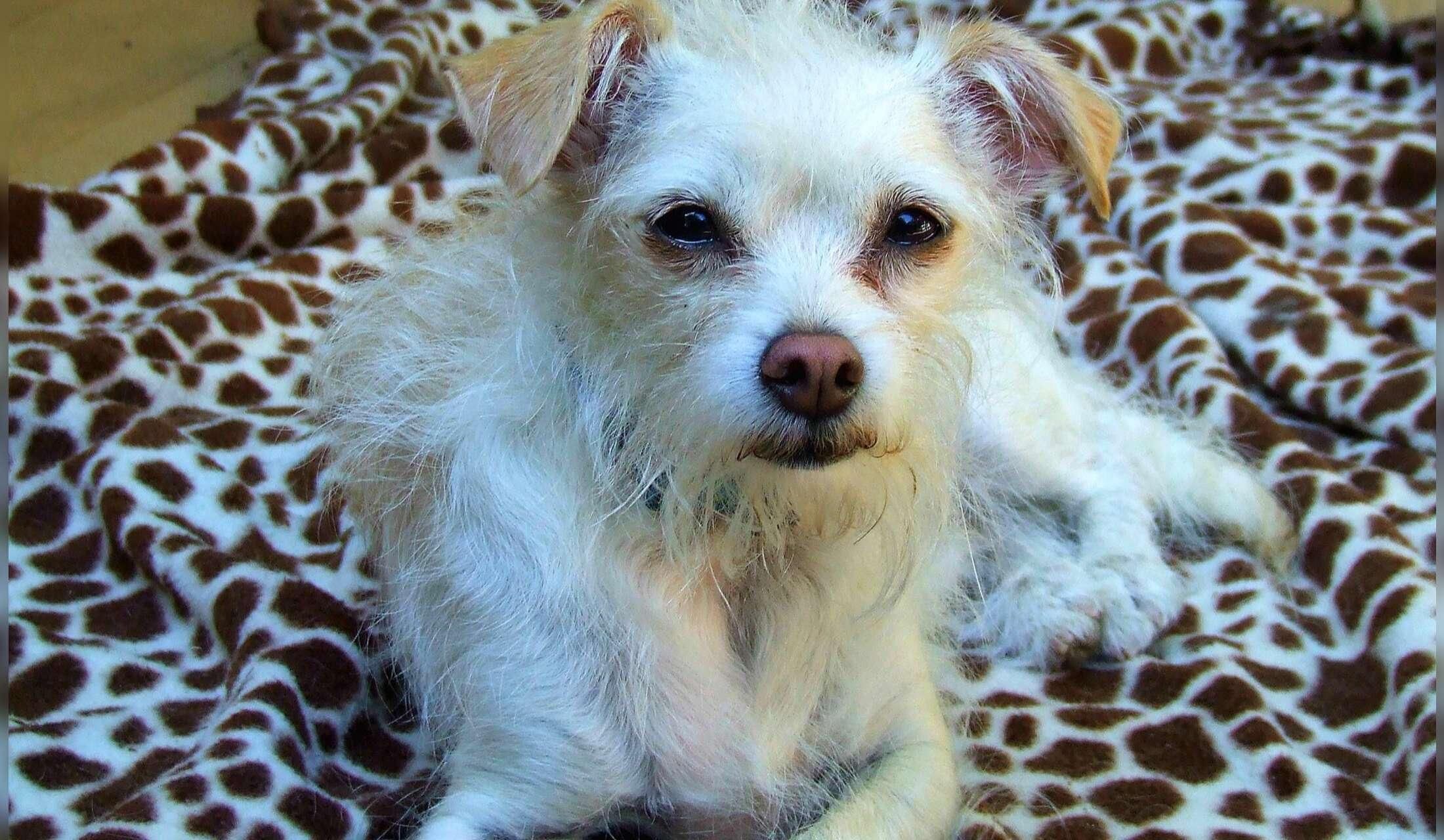 Stay in beautiful Oregon with some wonderful rescue animals - Image 10