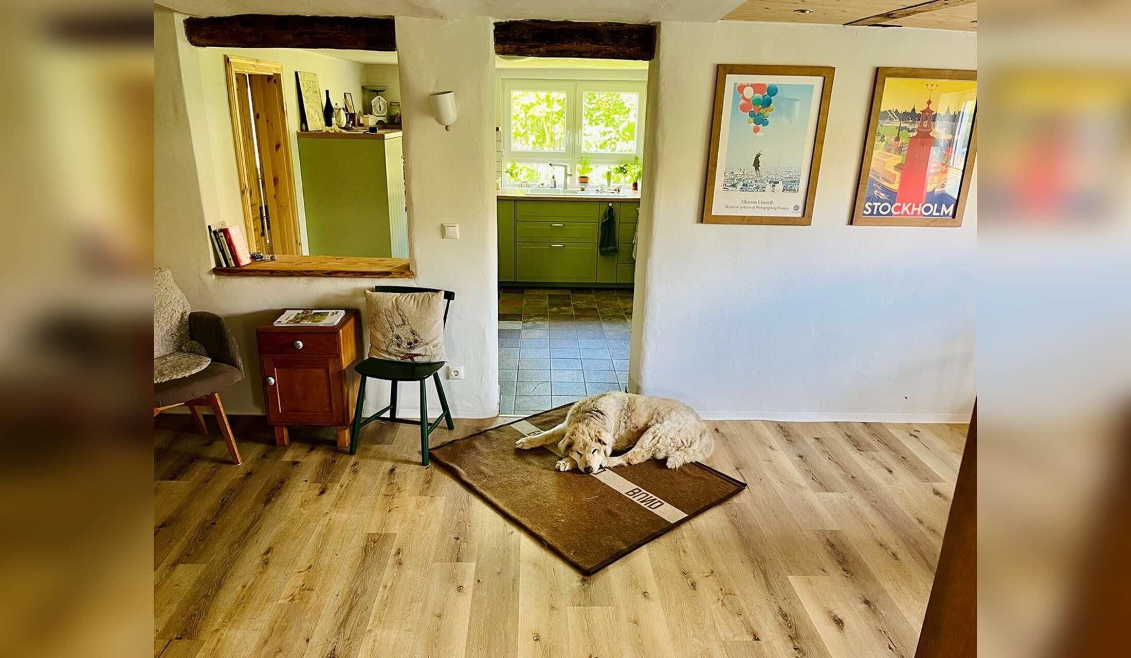 Welcome to our creative green place with 2 ponies, cats and a dog - Image 2