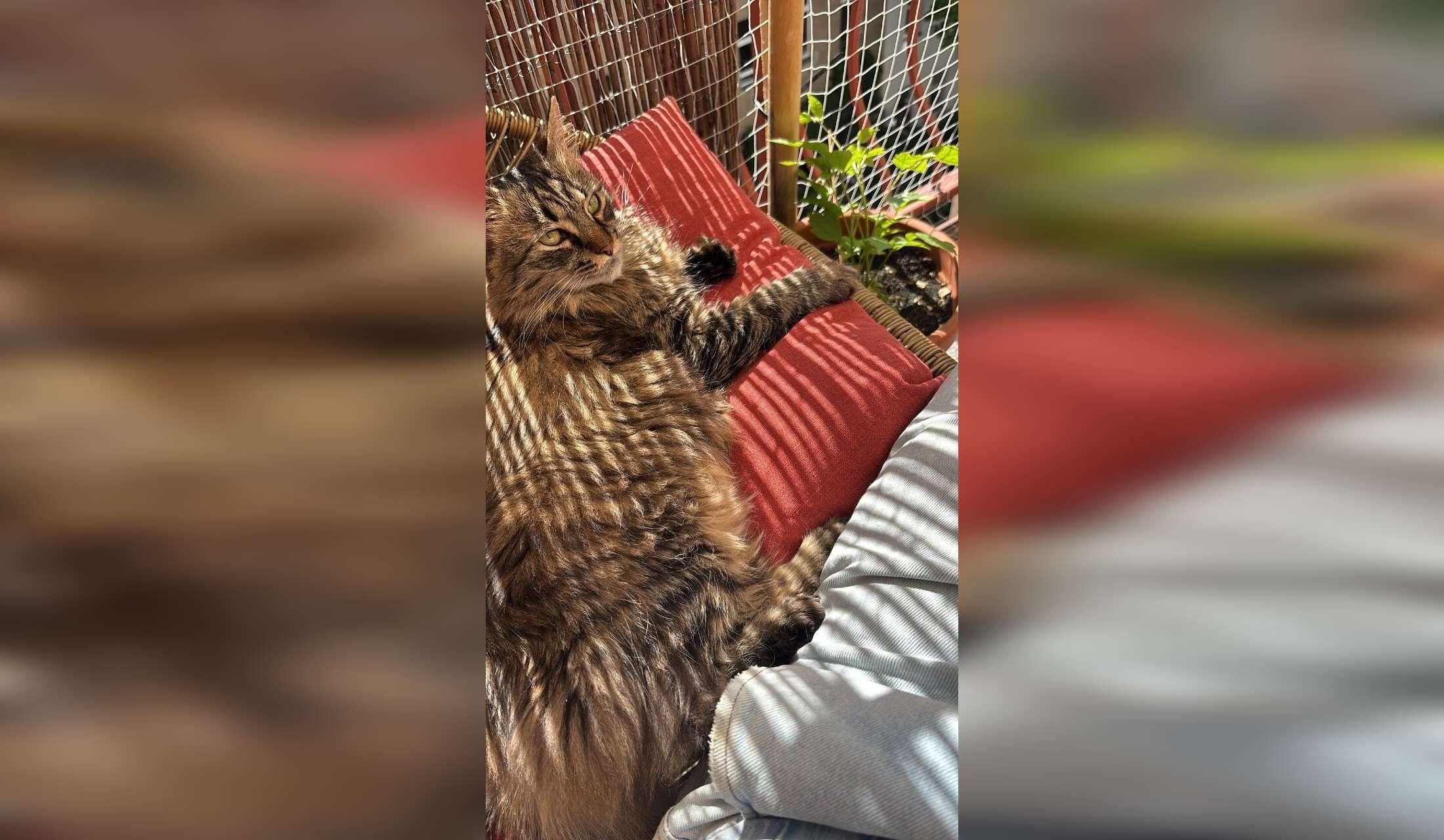 Sweet Muki is looking for a loving cat sitter - Image 3