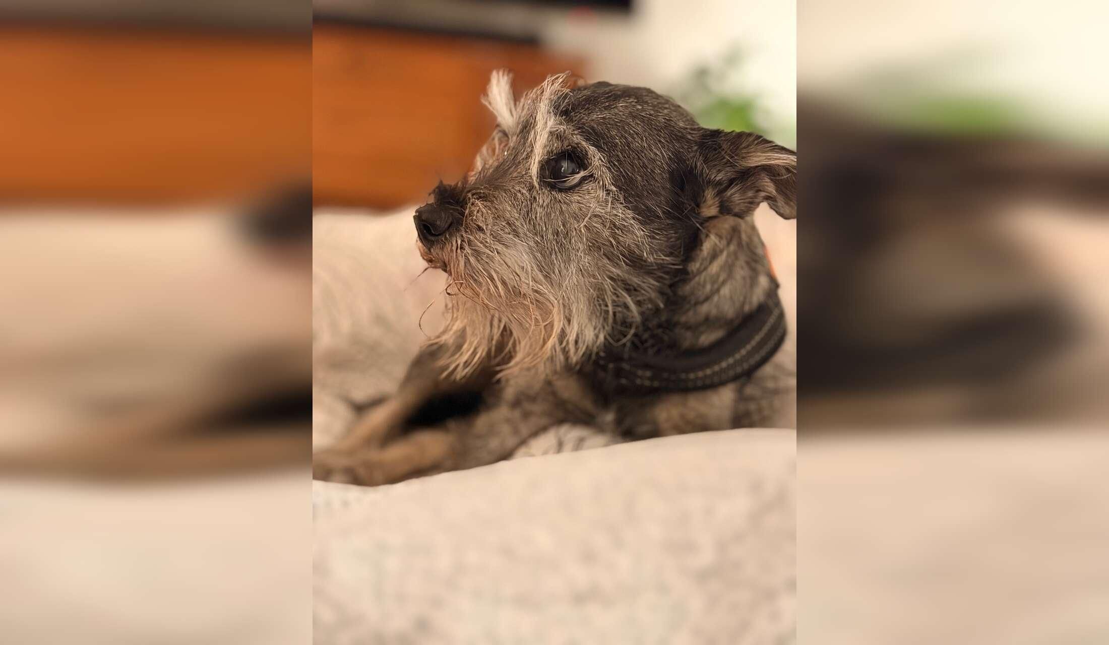 A Sweet Senior Dog & Seaside Life in Setúbal - Image 3