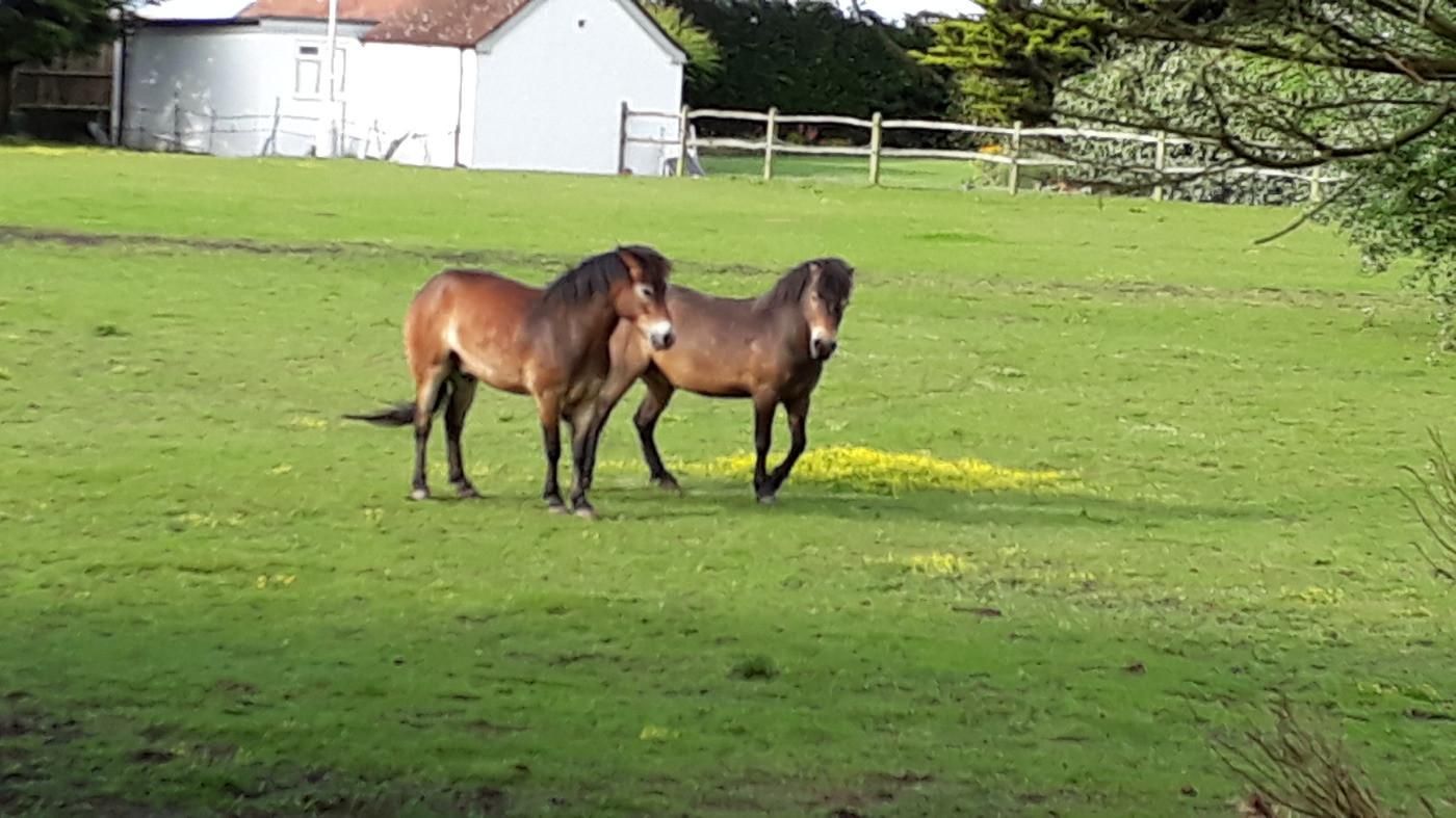 Experienced (non-professional)  animal lovers for cottage in West Sussex - Image 5