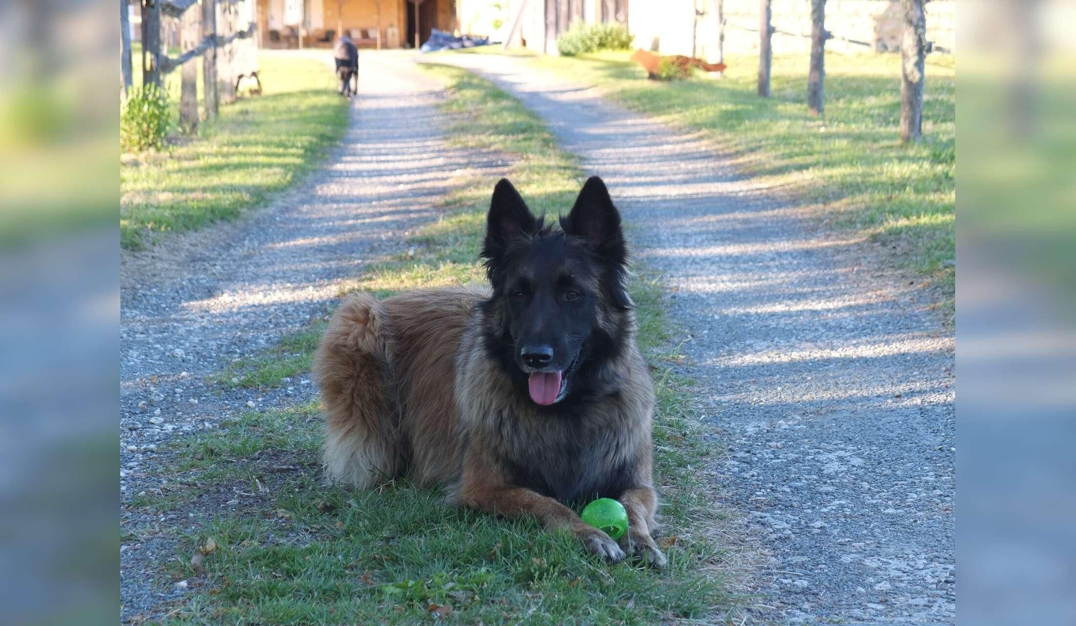 For 1 or 2 people who love horses and dogs and speak French (at least one of you) - Image 7