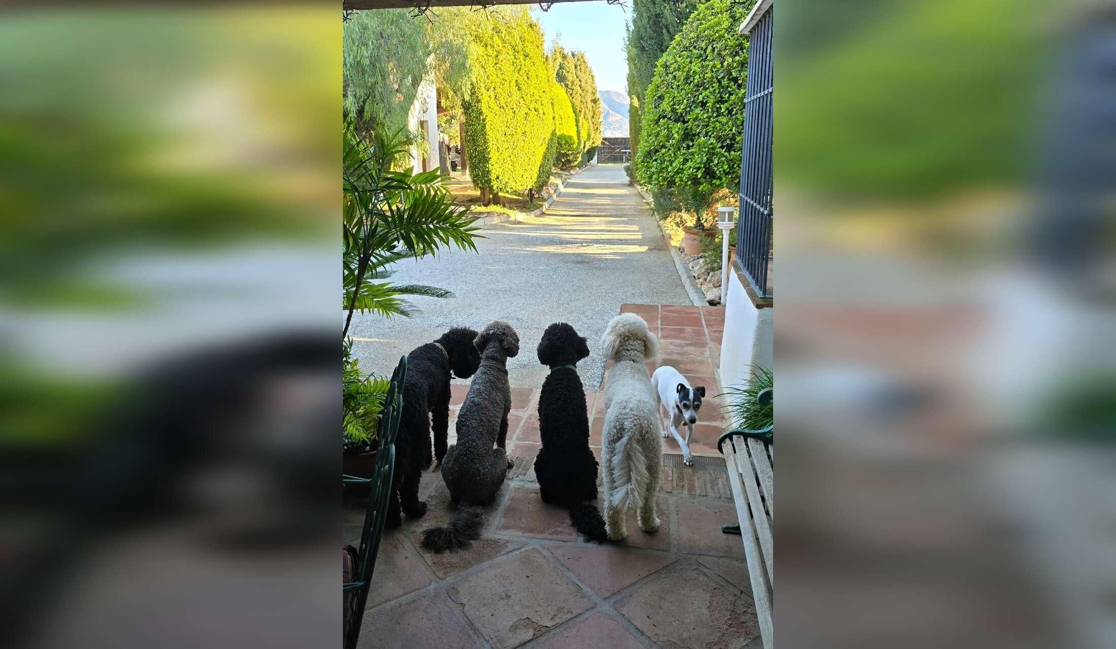 Finca in Andalucia offering pet sitting holidays - Image 2