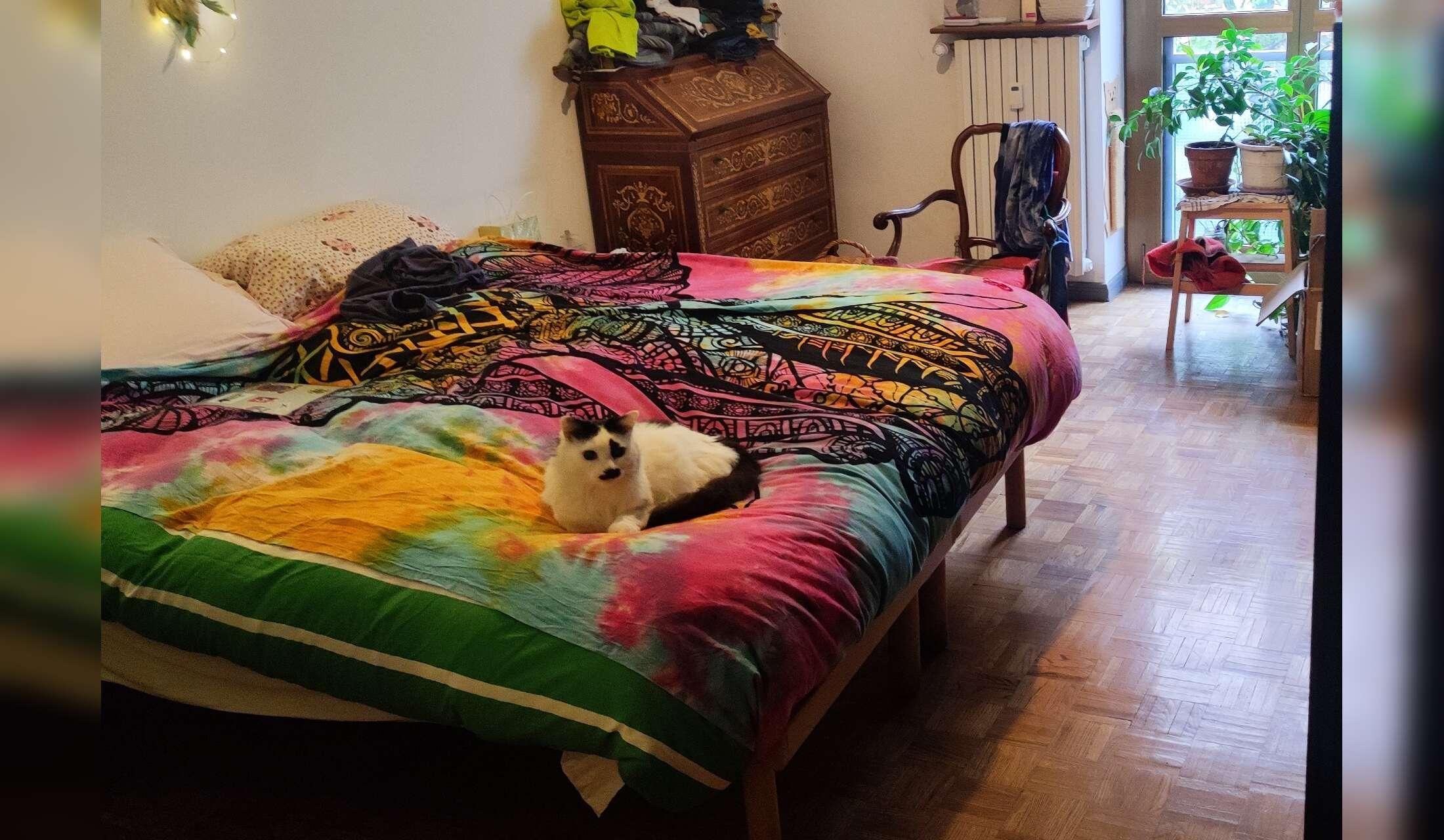 House sit in Italy, Milan area for two sweet cats - Image 8