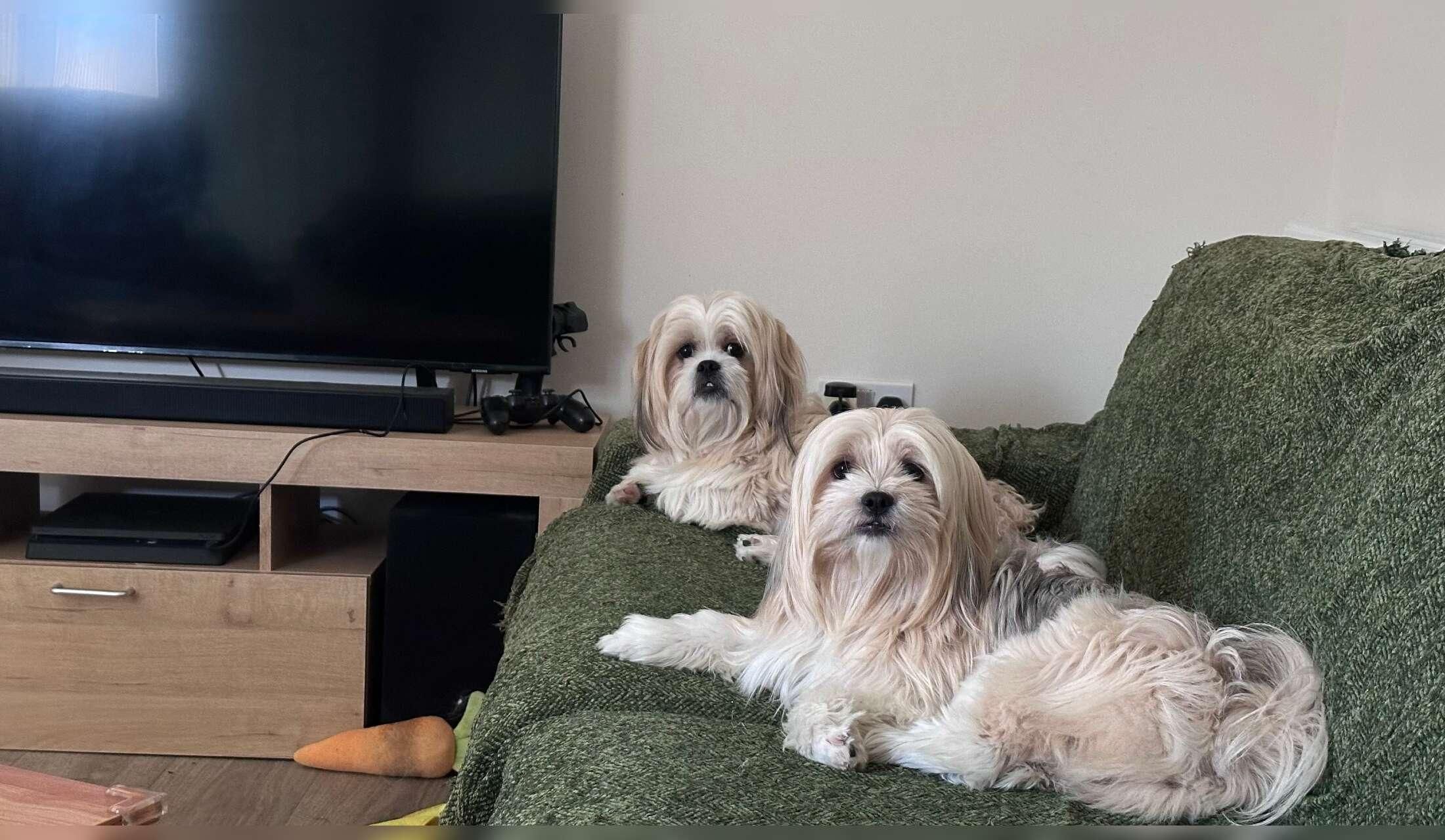 Looking for a Reliable House Sitter in Newark