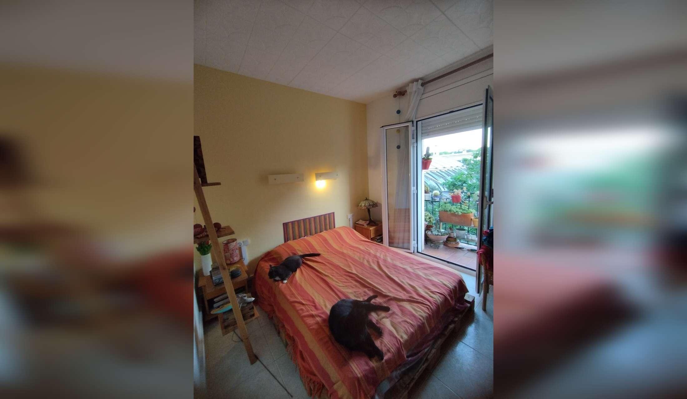 Sitter required for 2 cats in Barcelona - Image 6