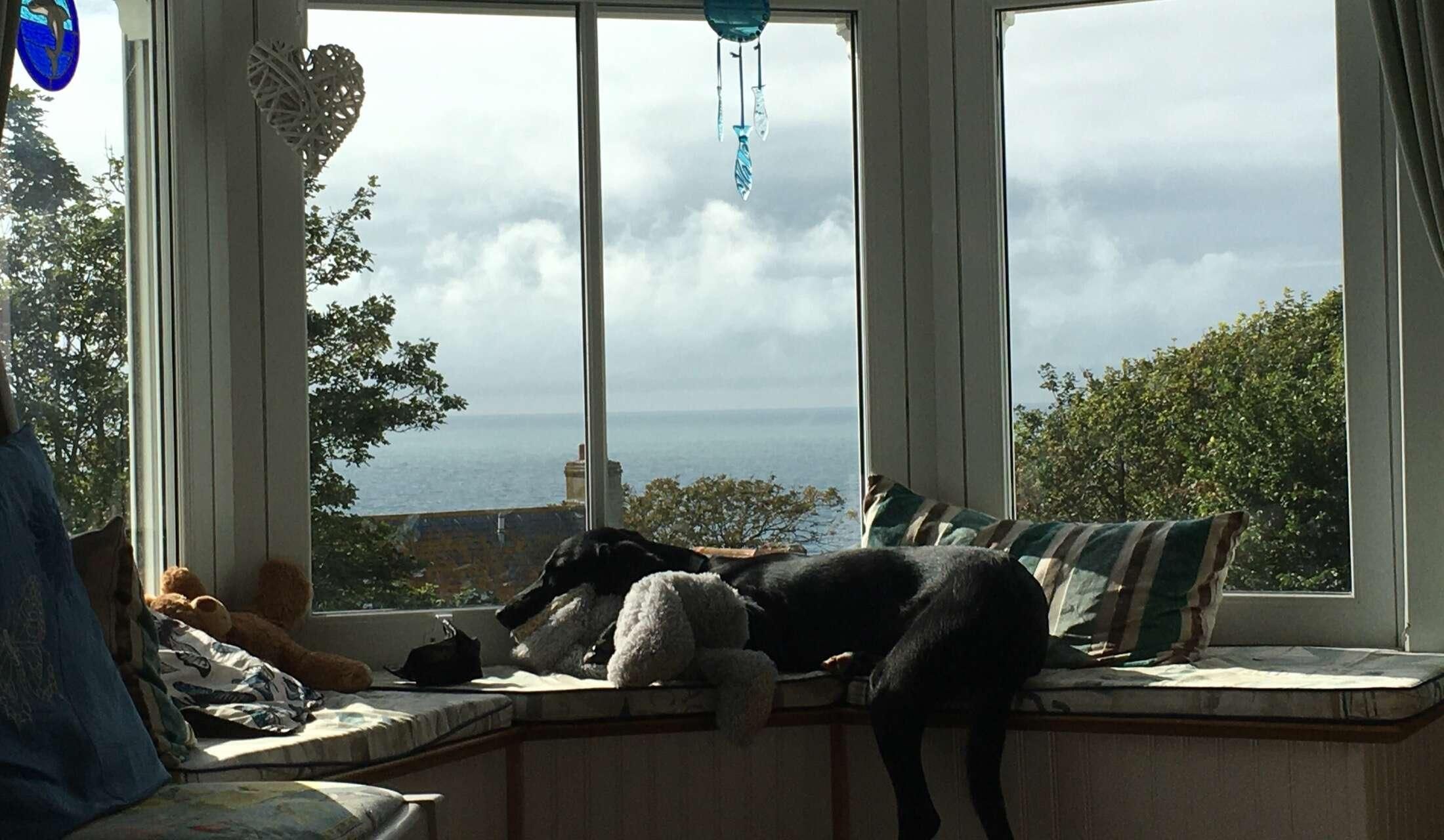 Dog lover for house sit in Dorset, UK - Image 2