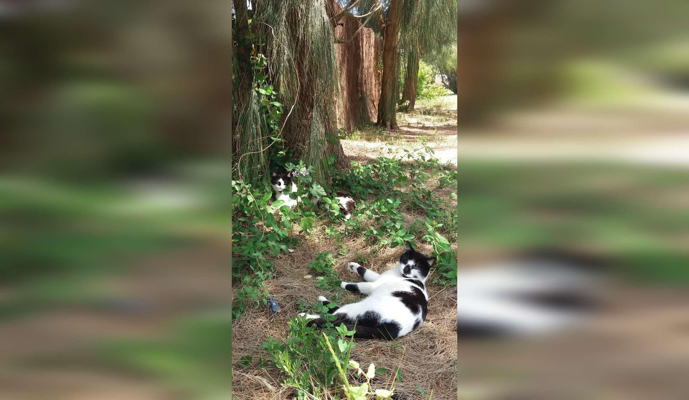 2 adults for 2 months to care for Spanish finca with cats - Image 3
