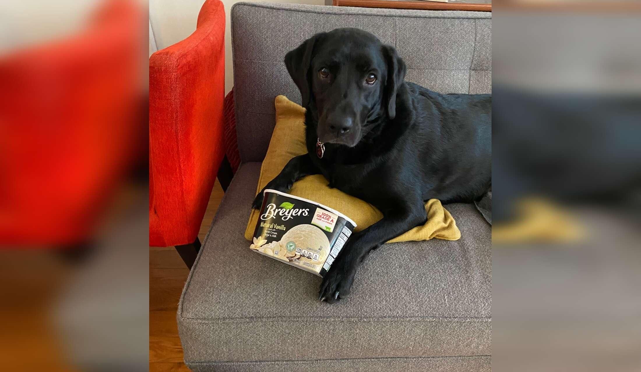 Sweet lab, cozy row home, South Philadelphia friendly neighborhood