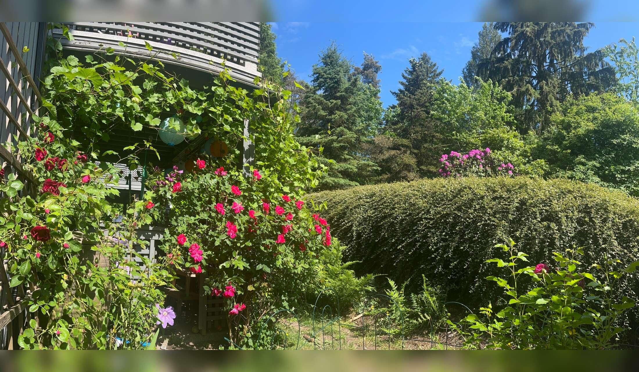 2 B floor level apt with rose garden, studio & adoring golden retriever Sept 13-20 - Image 7